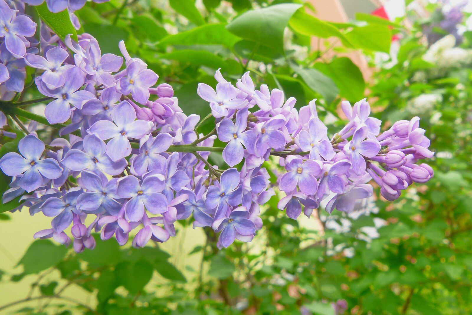 Panasonic Lumix DMC-FZ200 sample photo. Flower, plant, nature photography