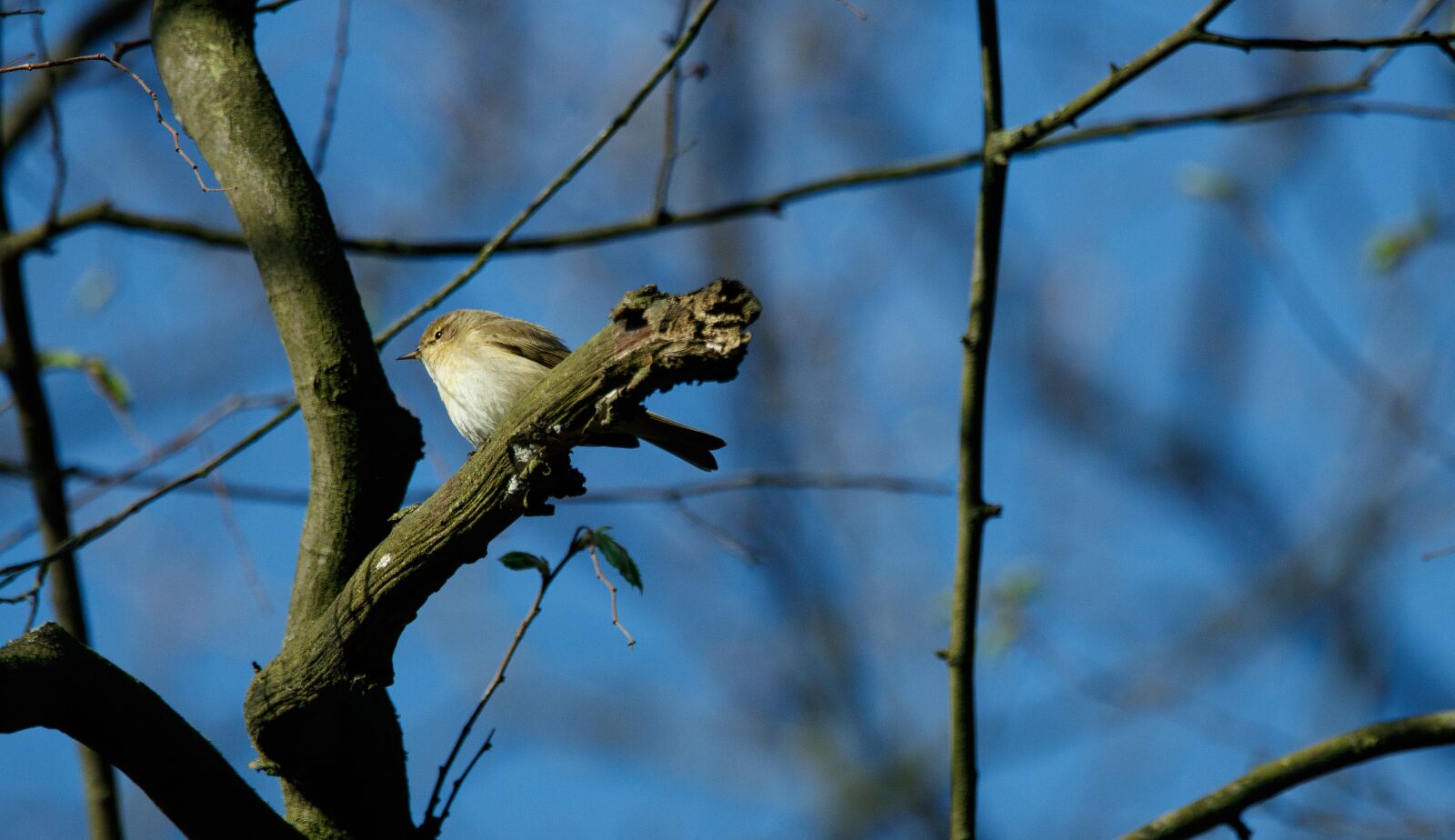 Canon EOS 80D sample photo. Chiffchaff, branch, bird photography