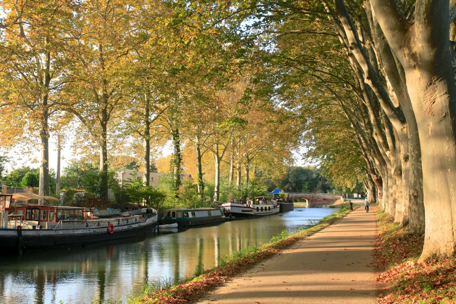 Canon EOS 5D Mark II sample photo. Canaldumidi, toulouse, trees photography