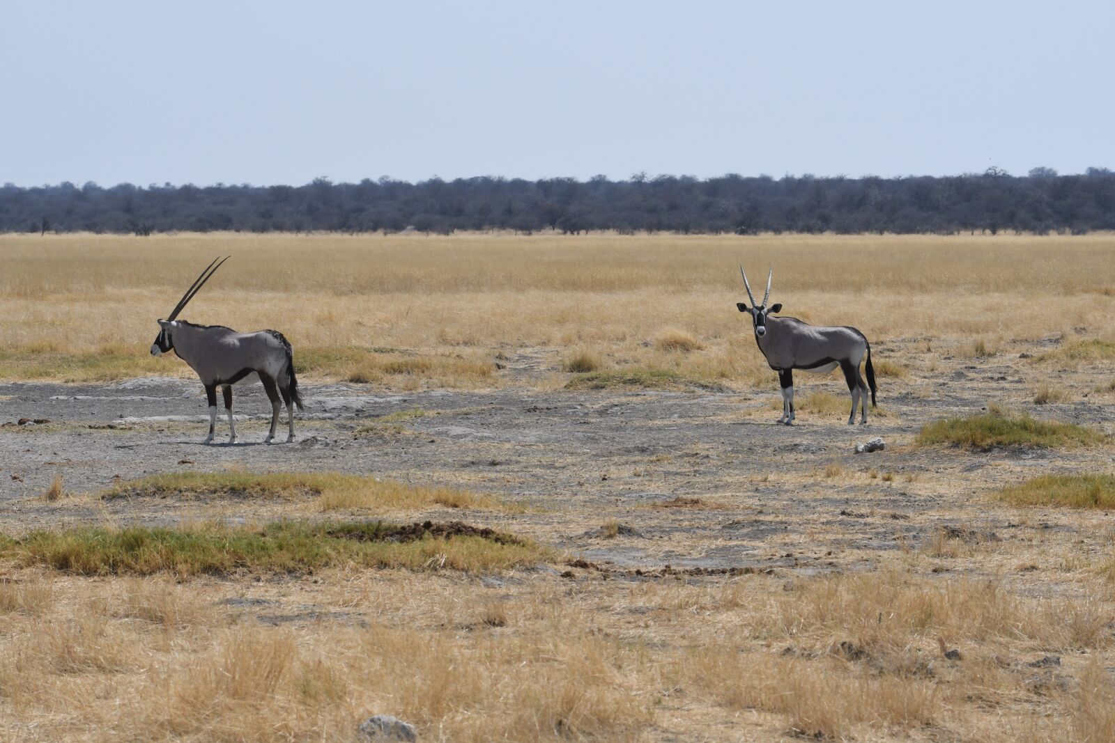 Nikon D500 sample photo. Animals, oryx, africa photography
