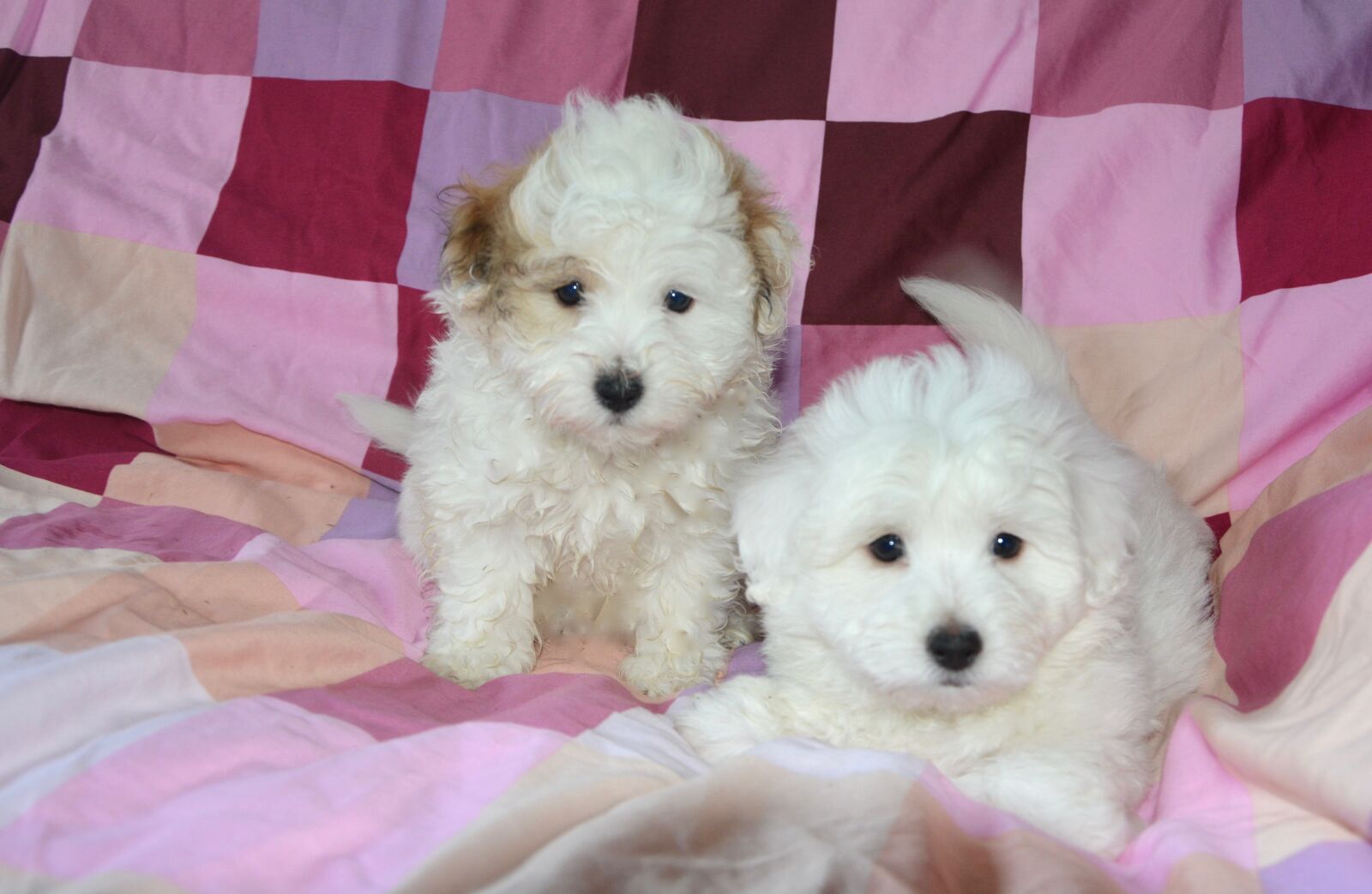 Nikon D5200 sample photo. Puppies, dog, animal photography