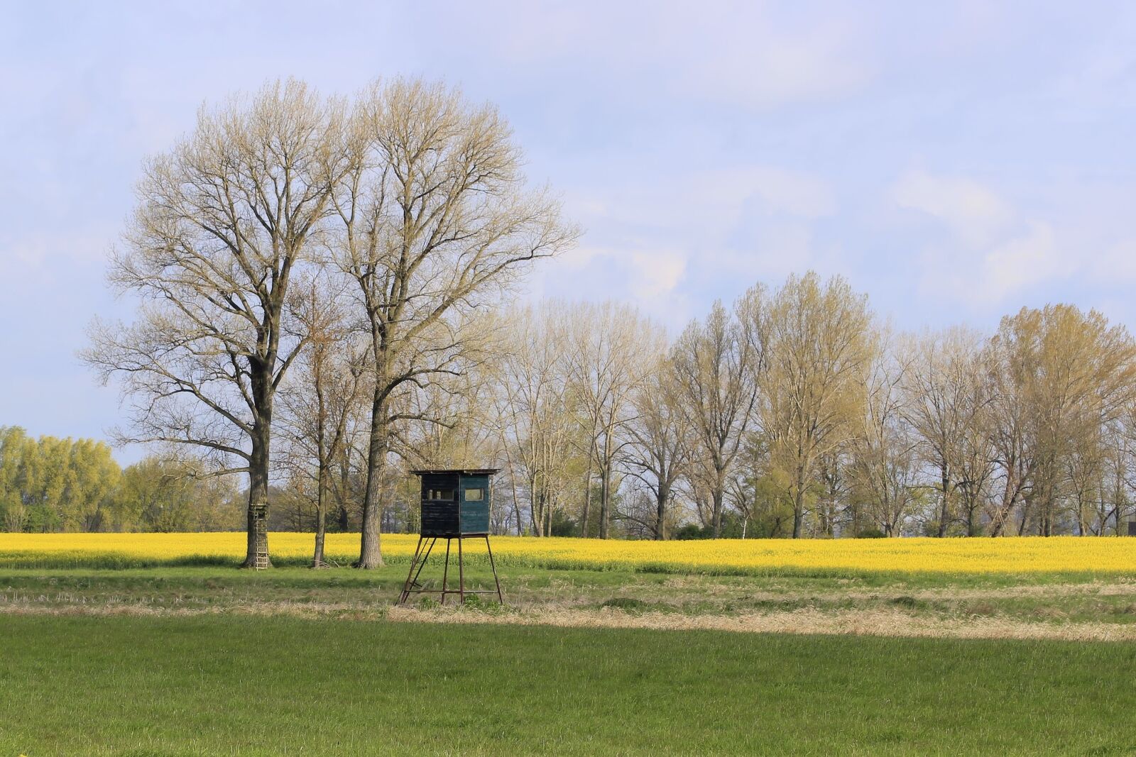 Canon EOS 600D (Rebel EOS T3i / EOS Kiss X5) sample photo. Delight, trees, hunting photography