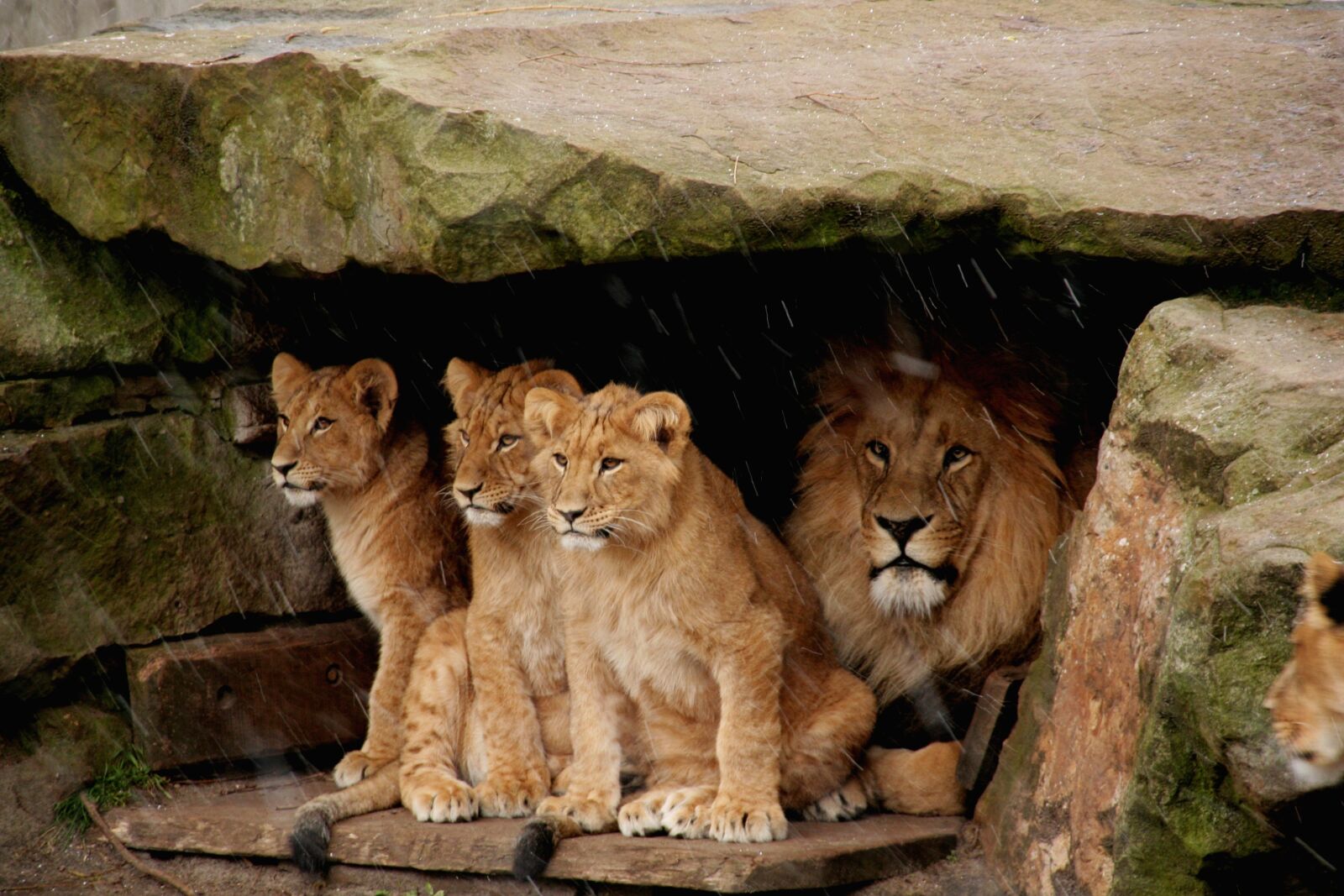 Canon EOS 350D (EOS Digital Rebel XT / EOS Kiss Digital N) sample photo. Lion baby, lion, predator photography