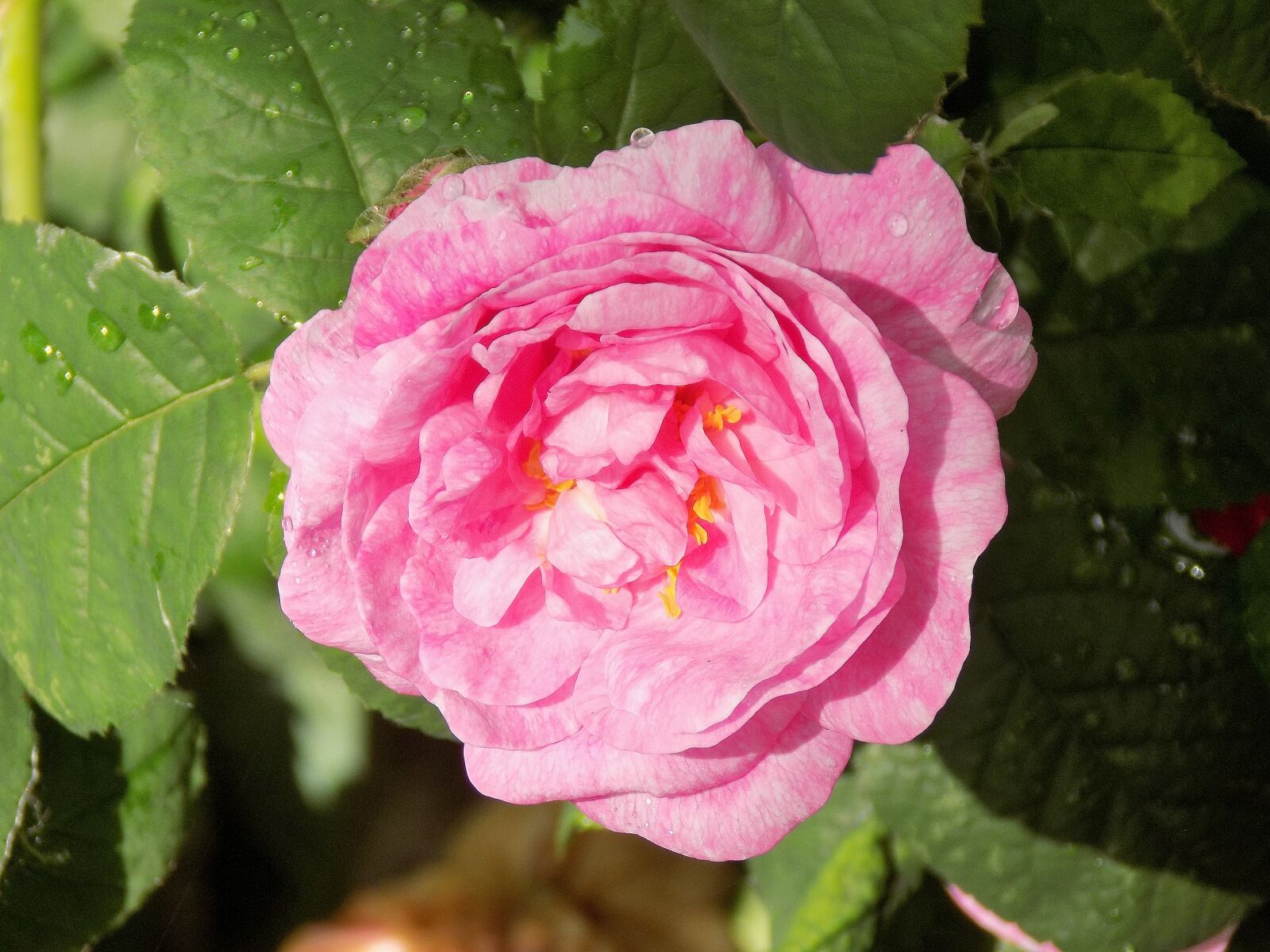 Nikon COOLPIX L330 sample photo. Rose, flower, nature photography