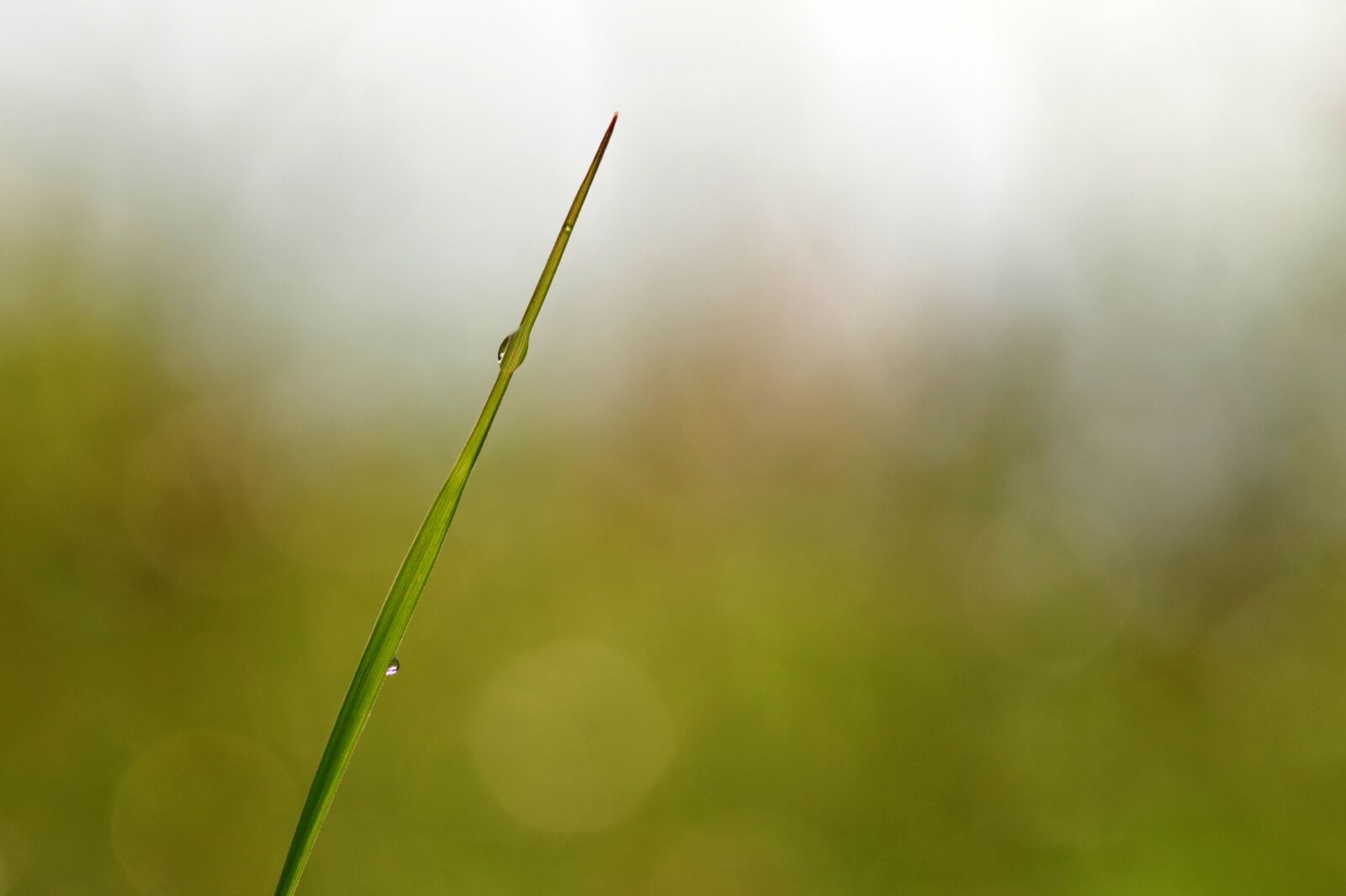 Pentax K-S2 sample photo. Blade, grass, a drop photography
