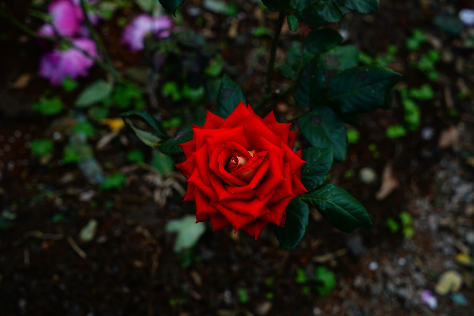 Sony a7R II + Sony Vario Tessar T* FE 24-70mm F4 ZA OSS sample photo. Geometry, rose, blossom photography