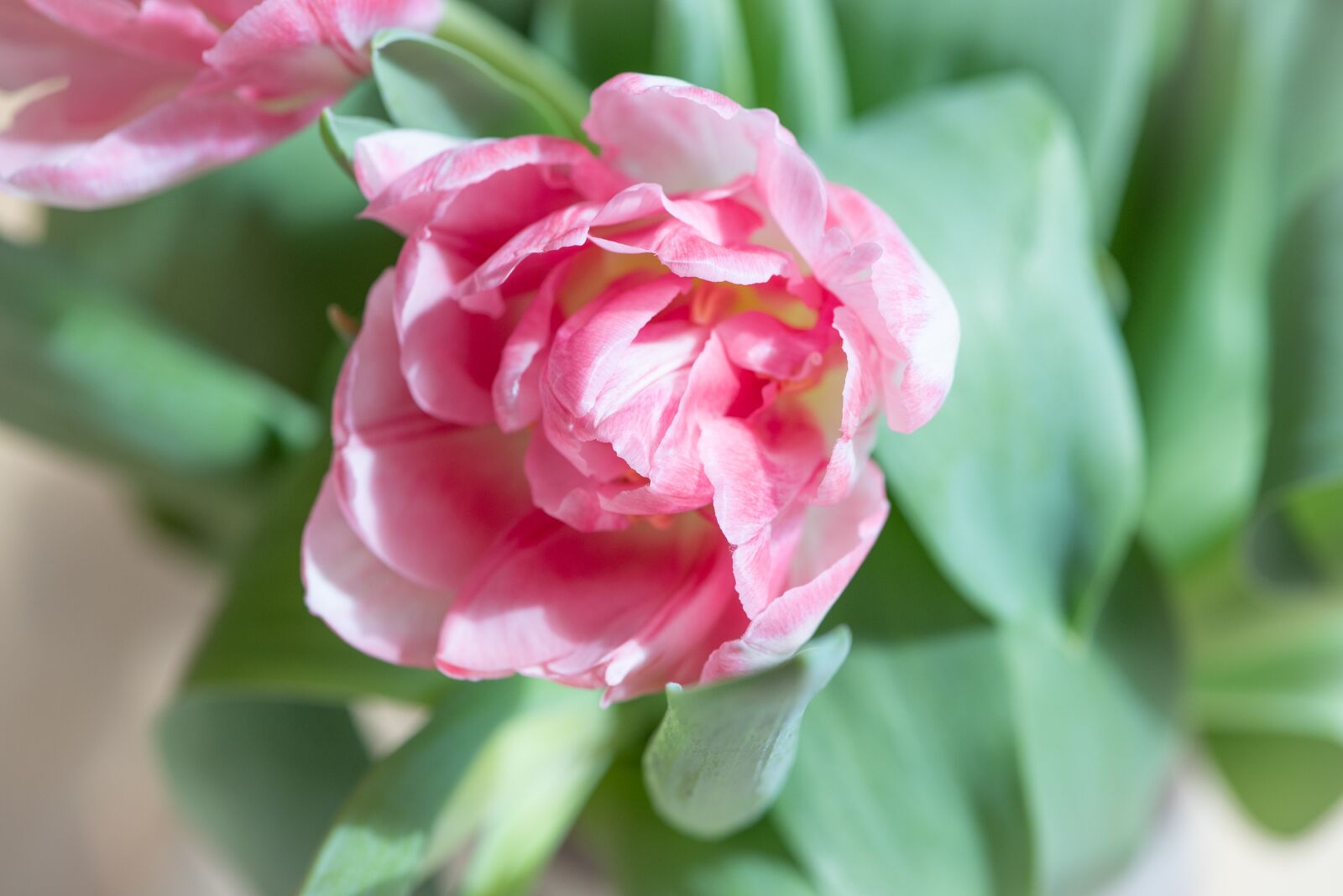 Nikon D750 sample photo. Blossom, bloom, pink photography