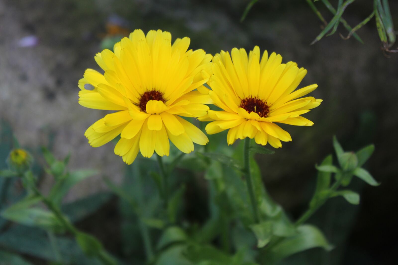 Canon EOS 1200D (EOS Rebel T5 / EOS Kiss X70 / EOS Hi) sample photo. Yellow, daisy, flower photography
