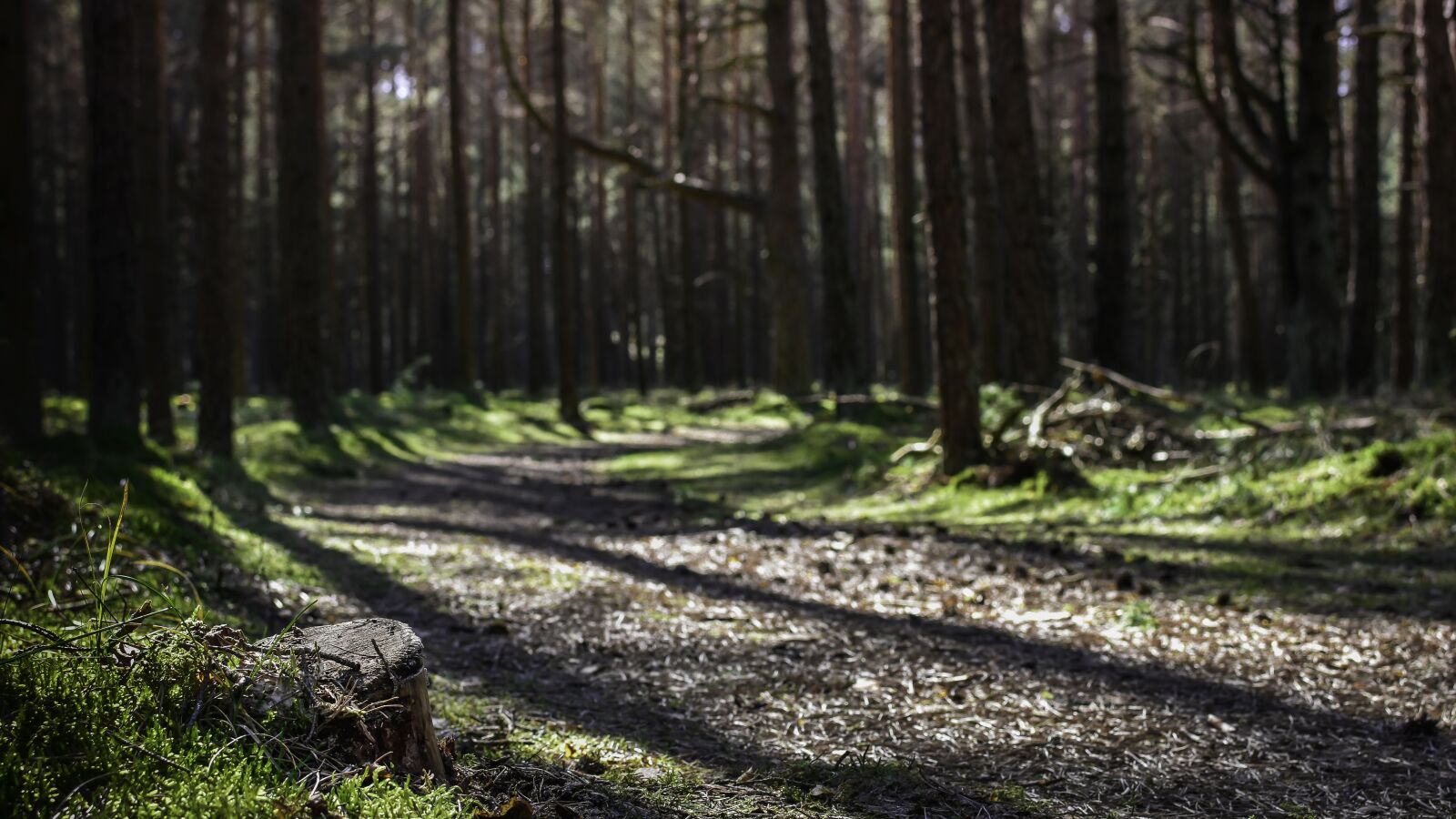 Nikon D7200 sample photo. Path, forest, sunrays photography