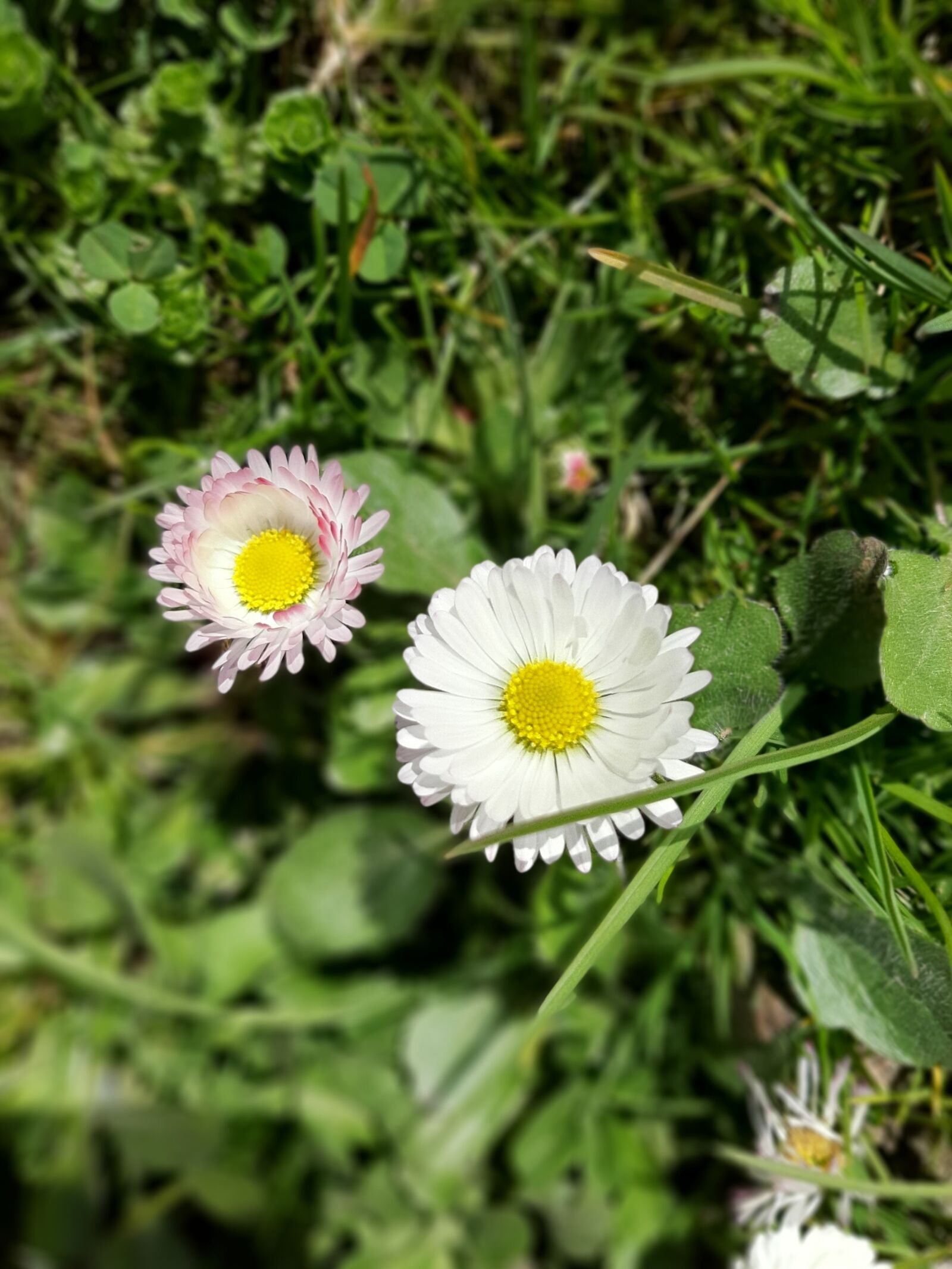 Samsung Galaxy A50 sample photo. Stokrotki, trawa, zielony photography