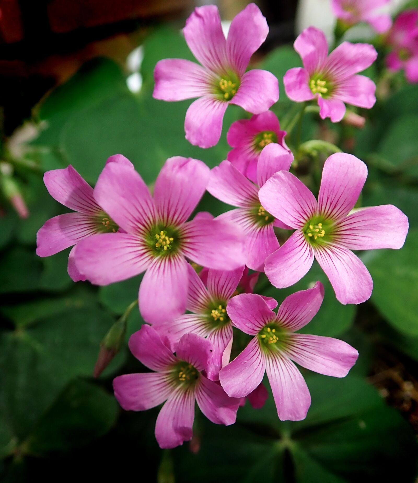 Olympus TG-5 sample photo. Flowers, pink, shamrock photography