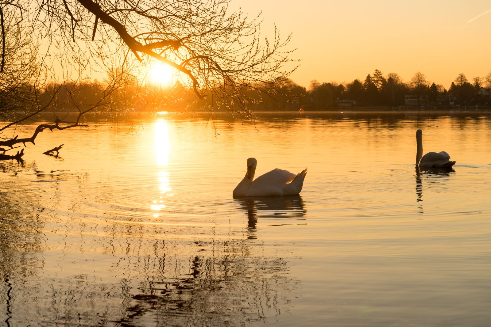 Sony a7 sample photo. Swan, water, lake photography