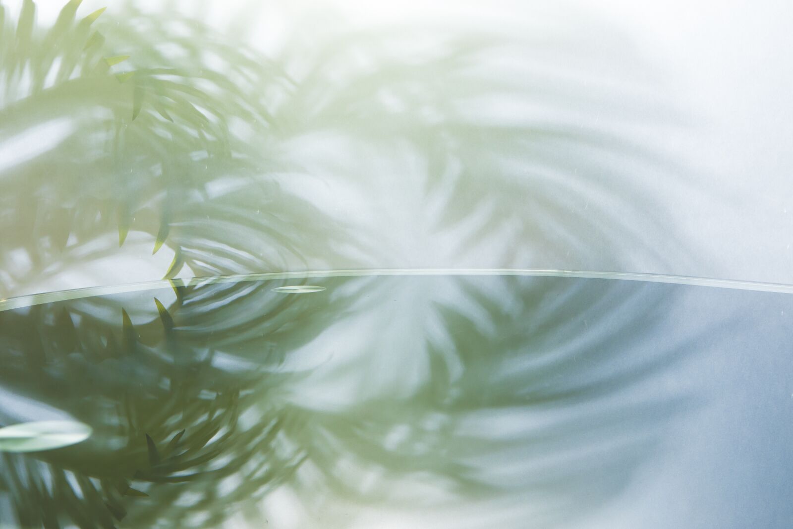 Canon EOS 5D Mark IV sample photo. Background, spring, green photography