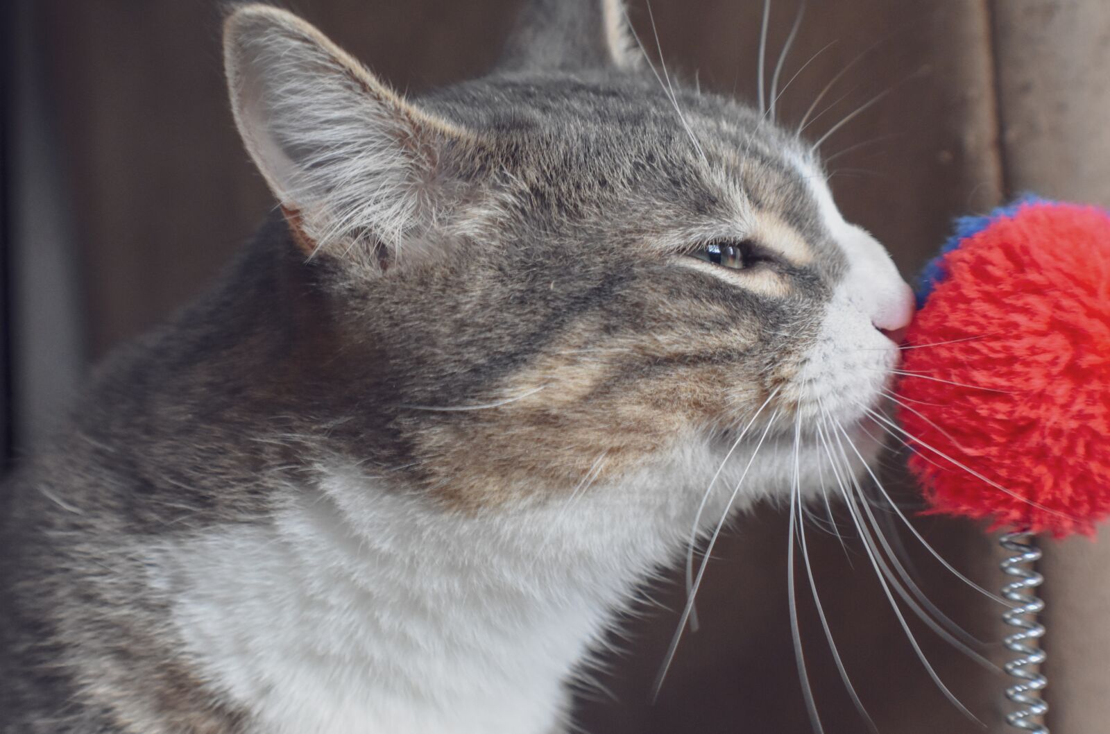 Nikon D3400 sample photo. Cat, feline, animal photography