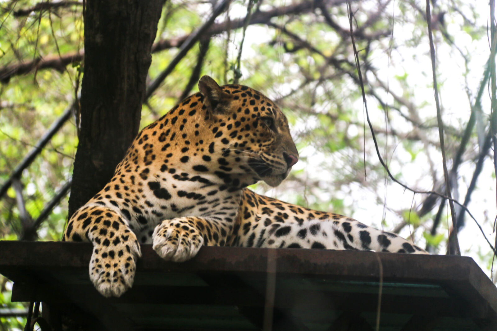Canon EF-S 18-200mm F3.5-5.6 IS sample photo. Danger, leopard photography