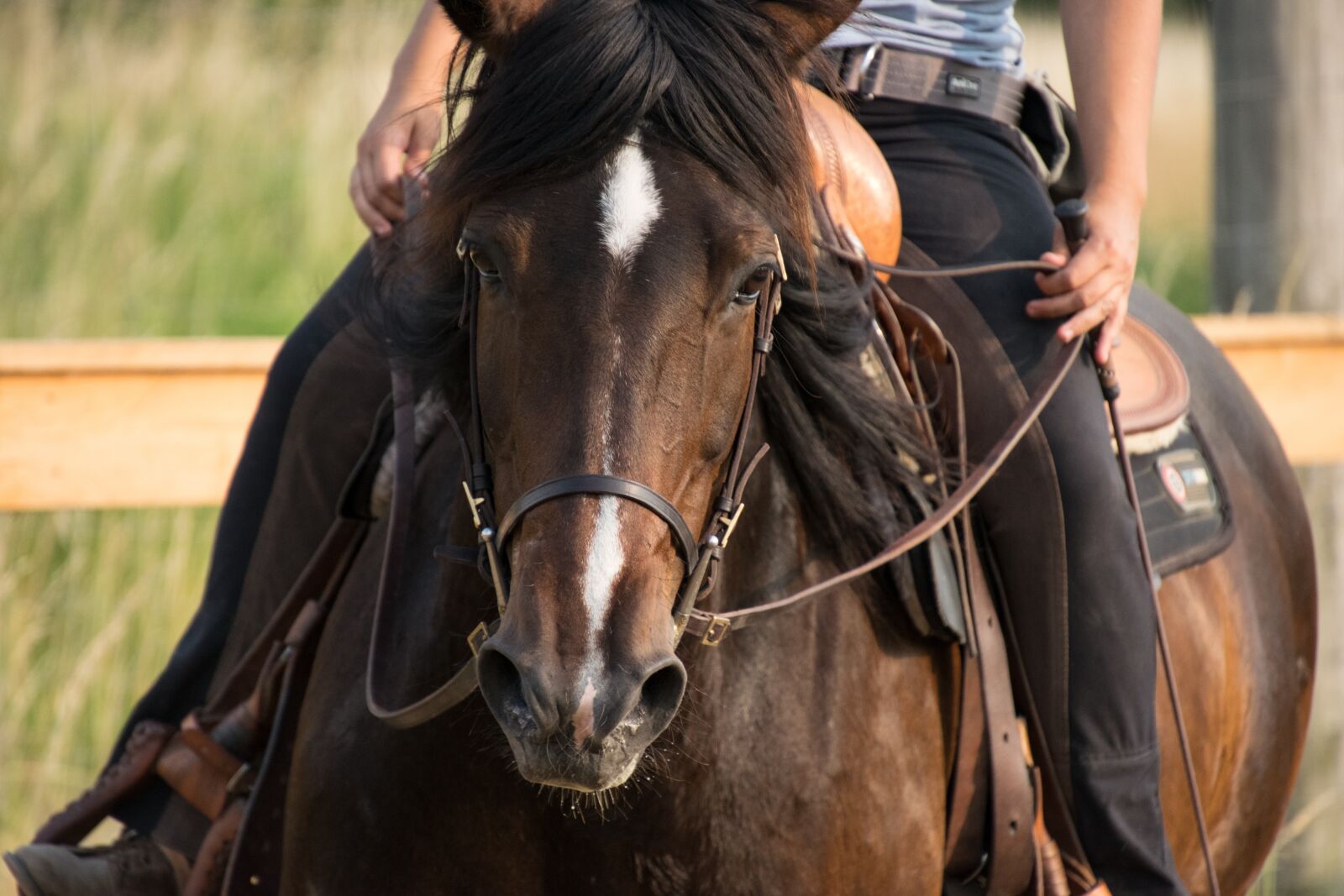 Nikon D3300 sample photo. Horse, animal, brown photography