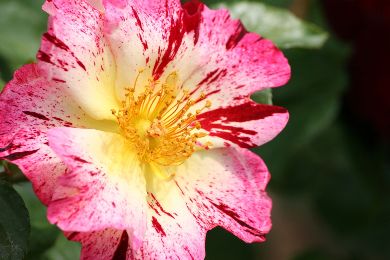 Canon EOS 20D sample photo. Flower, pink, flora photography