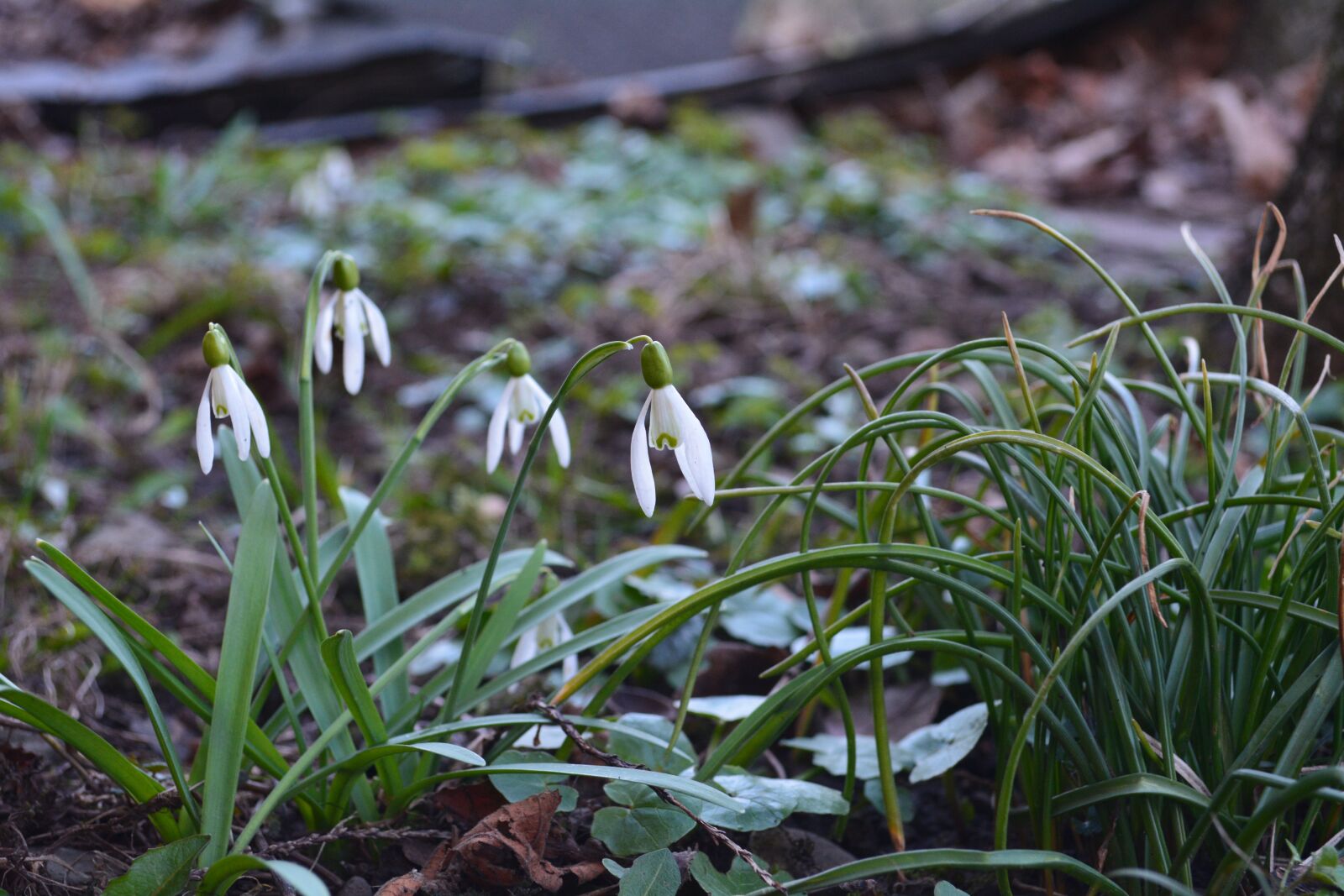 Nikon D5200 sample photo. Spring, snowdrops, flowers photography