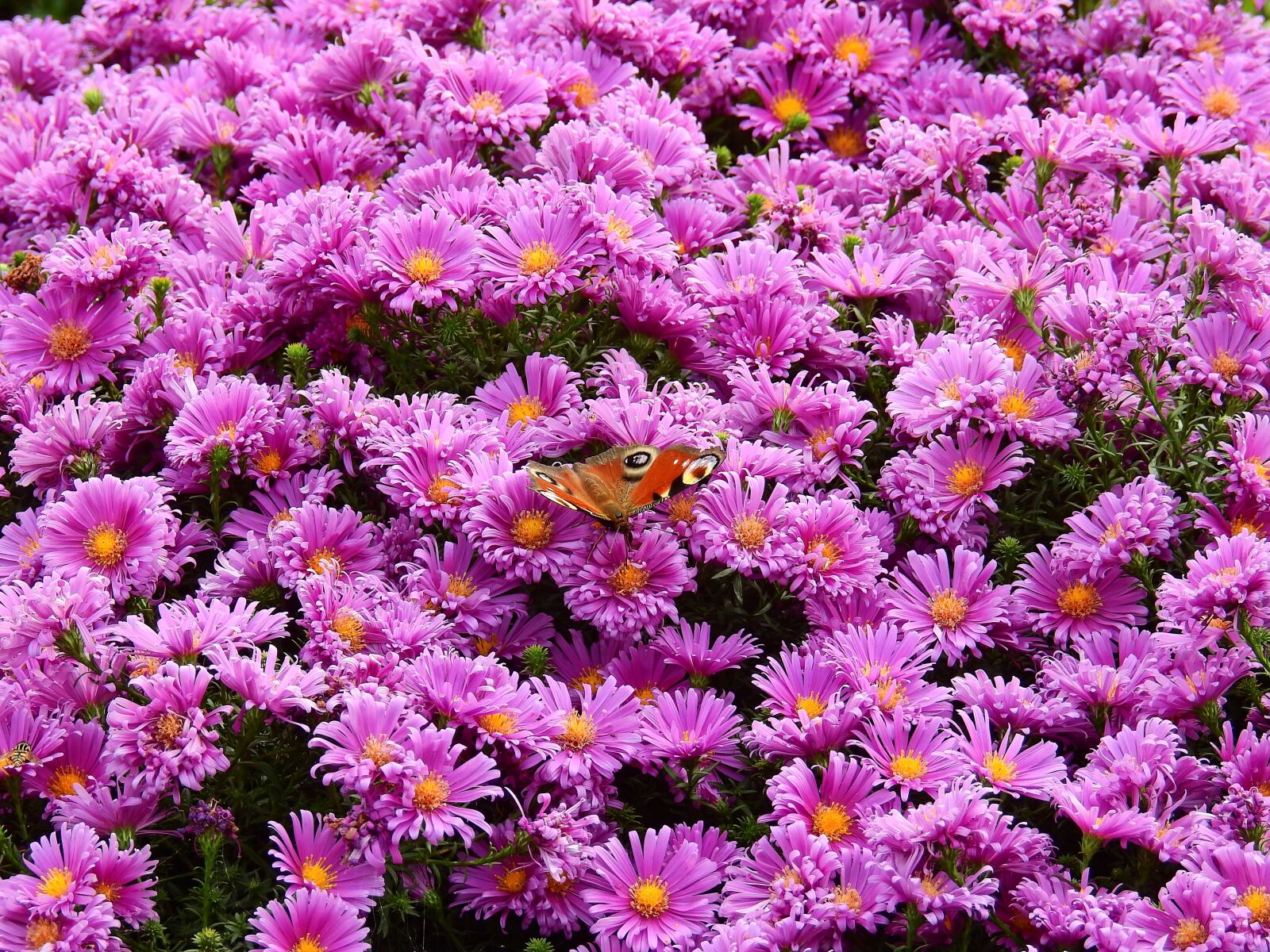 Nikon Coolpix P900 sample photo. Flowers, purple, nature photography