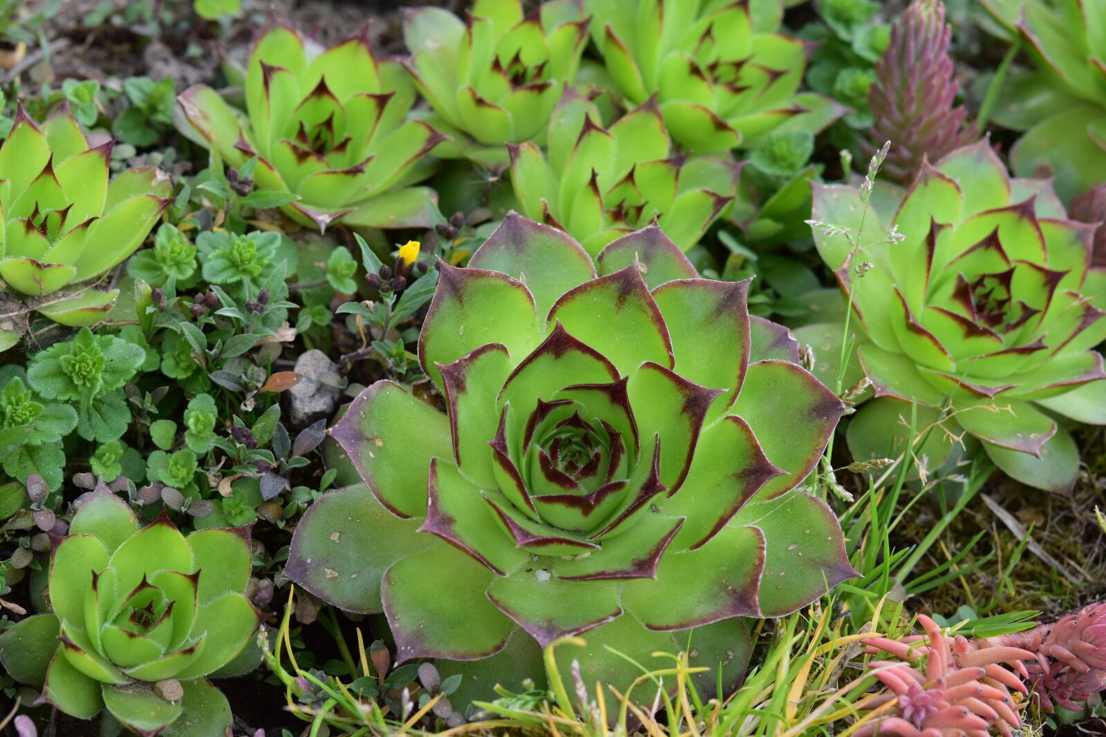 Nikon D5600 sample photo. Flowers, cactus flowers, cactus photography