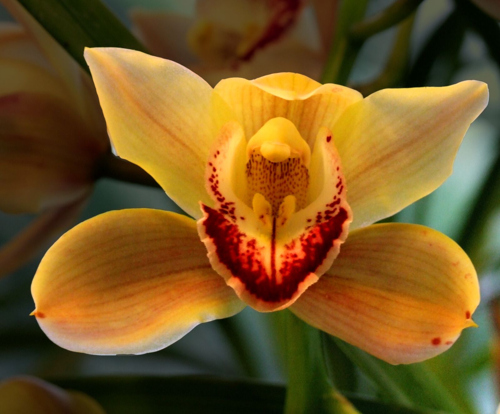 Fujifilm FinePix S9600 sample photo. Orchid, flower, plant photography