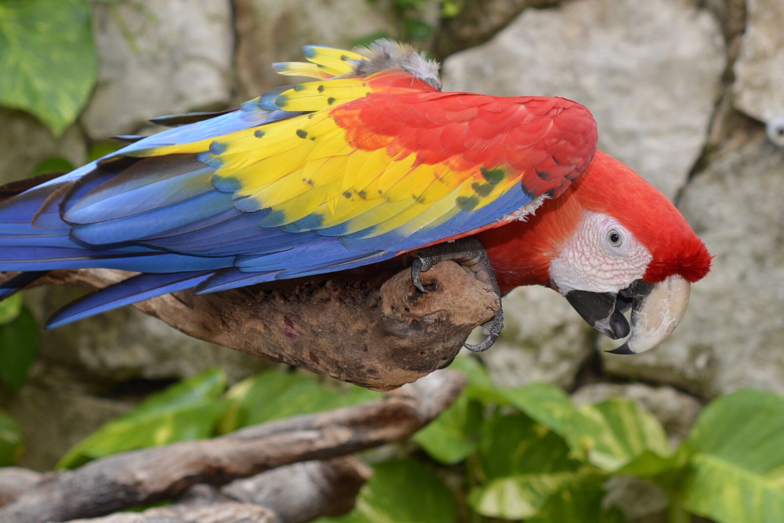 Nikon D7100 sample photo. Parrot, ara, colorful photography