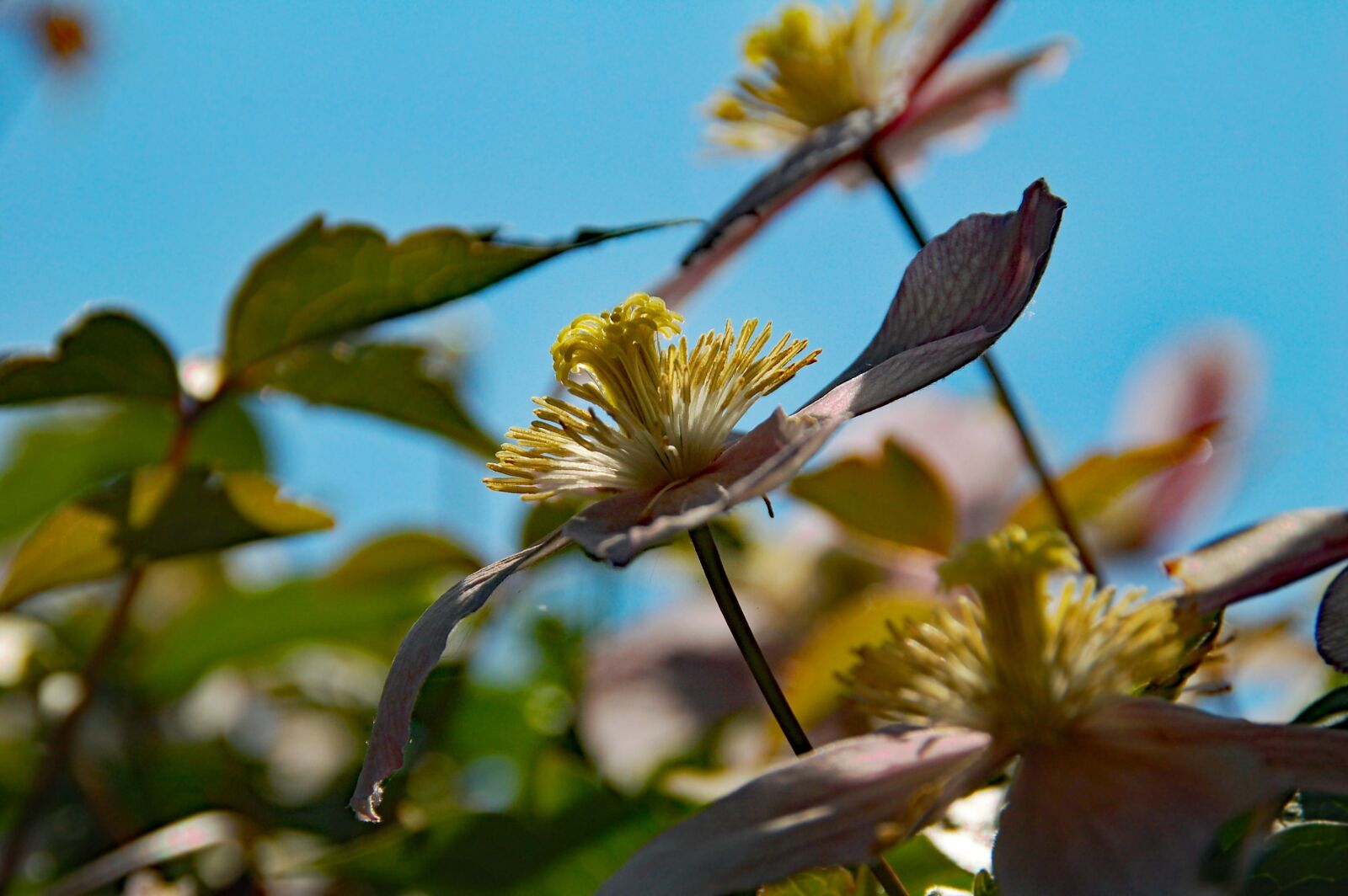 Nikon D50 sample photo. Ivy, air, pink photography