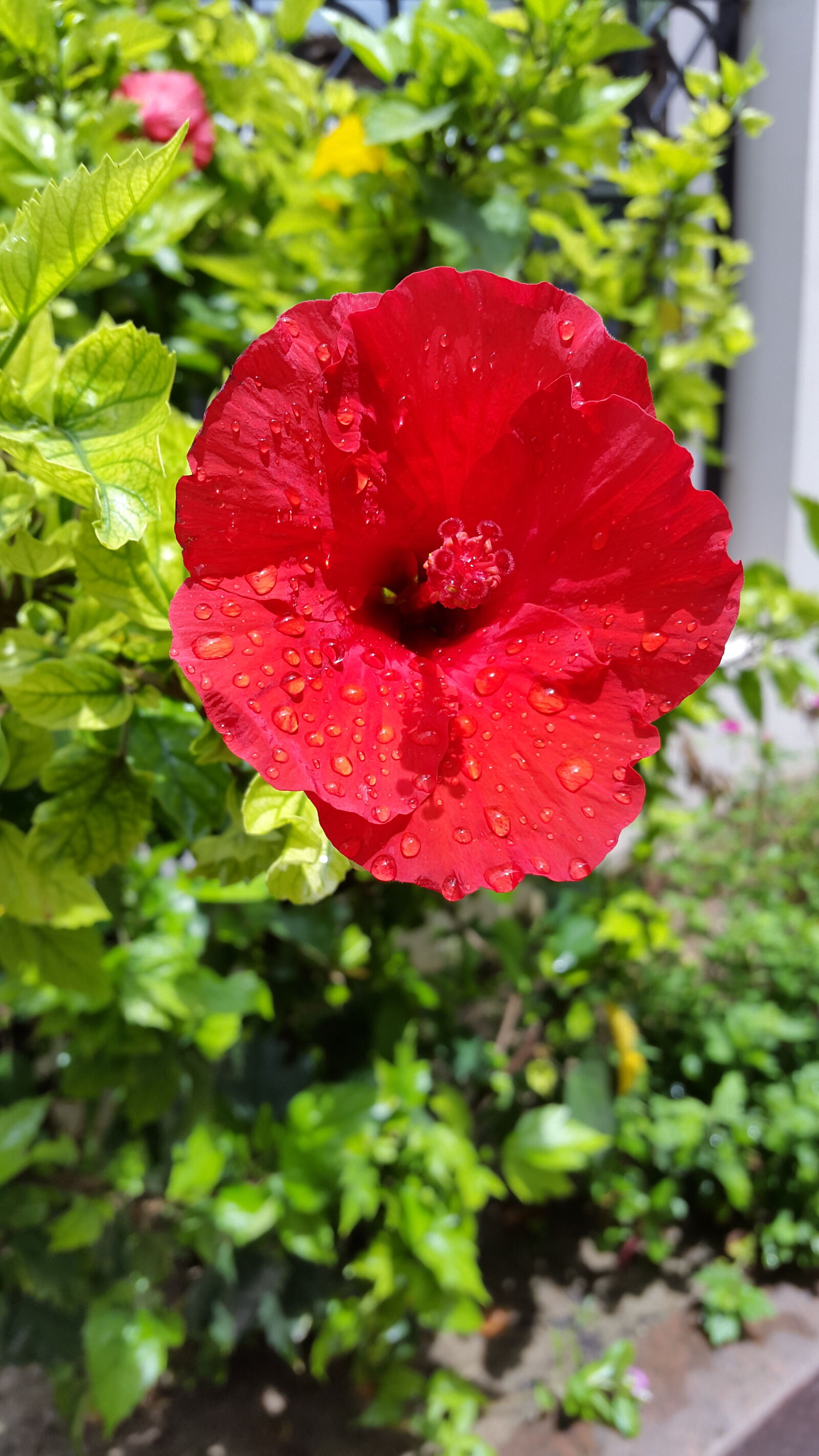 Samsung Galaxy S5 sample photo