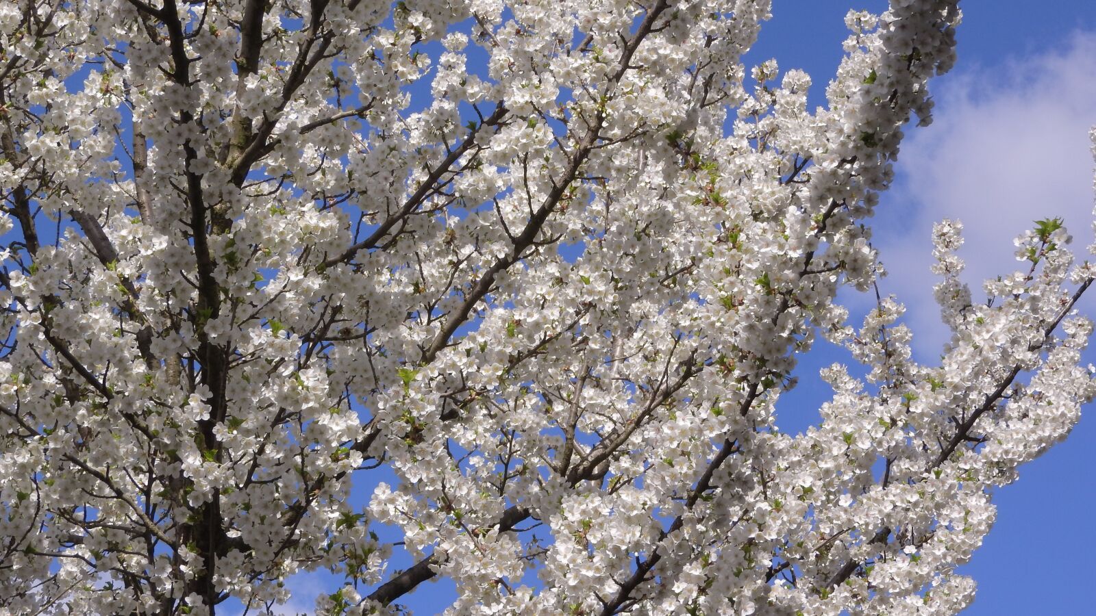 Nikon Coolpix P610 sample photo. Cherry blossoms, cherry, white photography