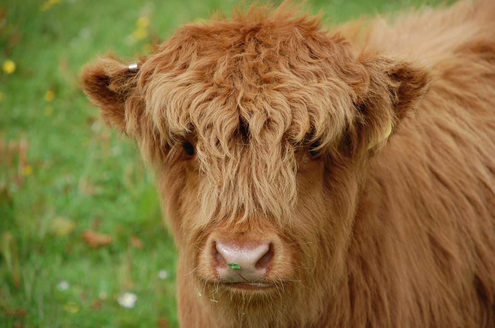 Nikon D40 sample photo. Cow, calf, highland photography