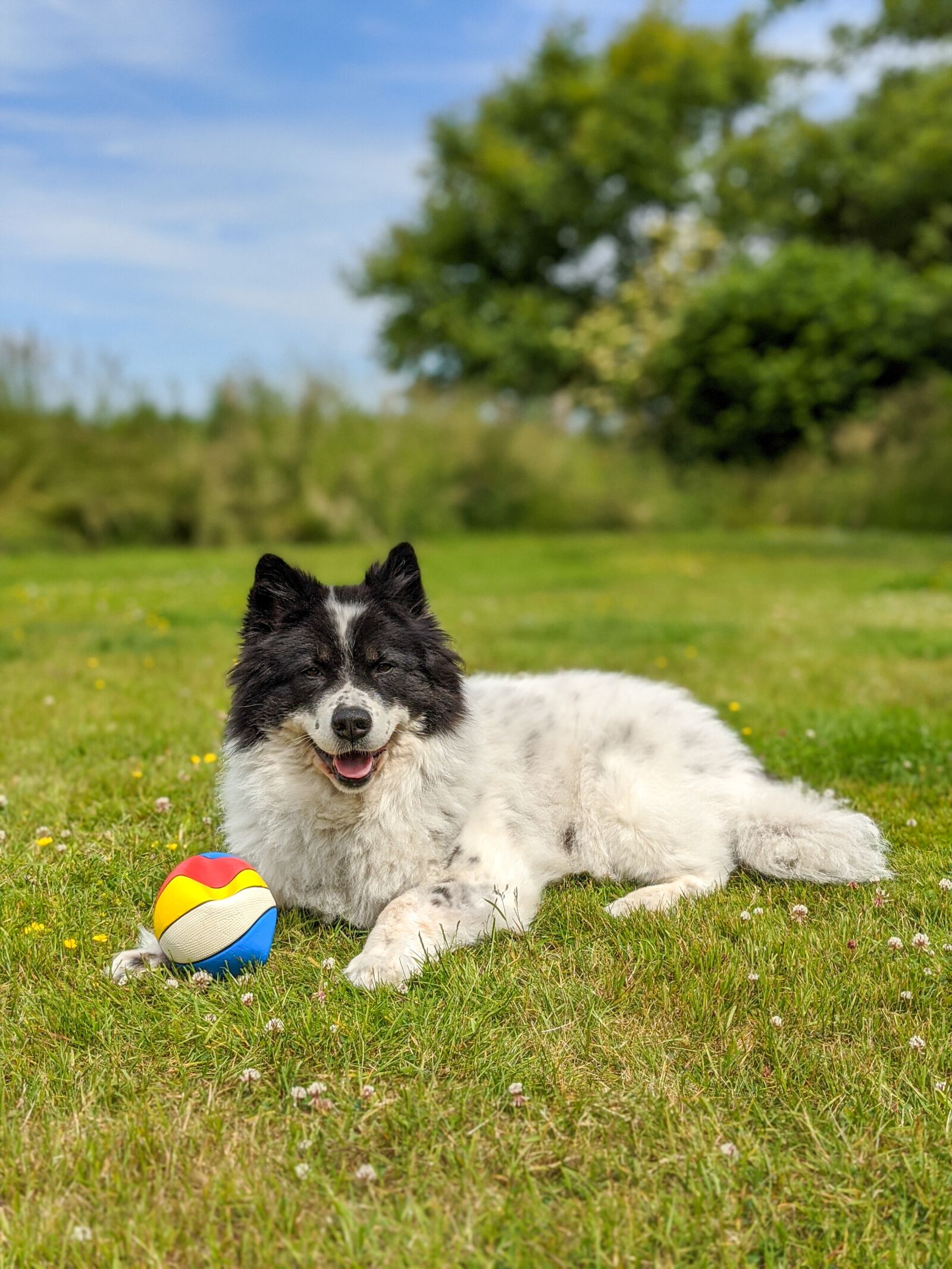 Google Pixel 4 sample photo. Hund, dog, happy dog photography