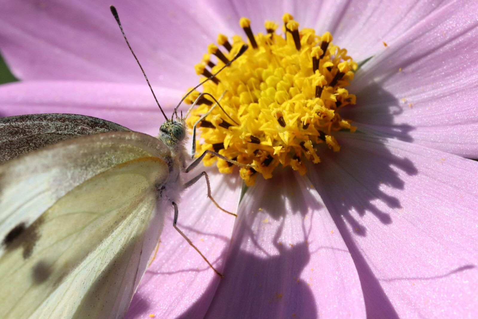 Canon EOS 800D (EOS Rebel T7i / EOS Kiss X9i) sample photo. Butterfly, cosmos, flowers photography