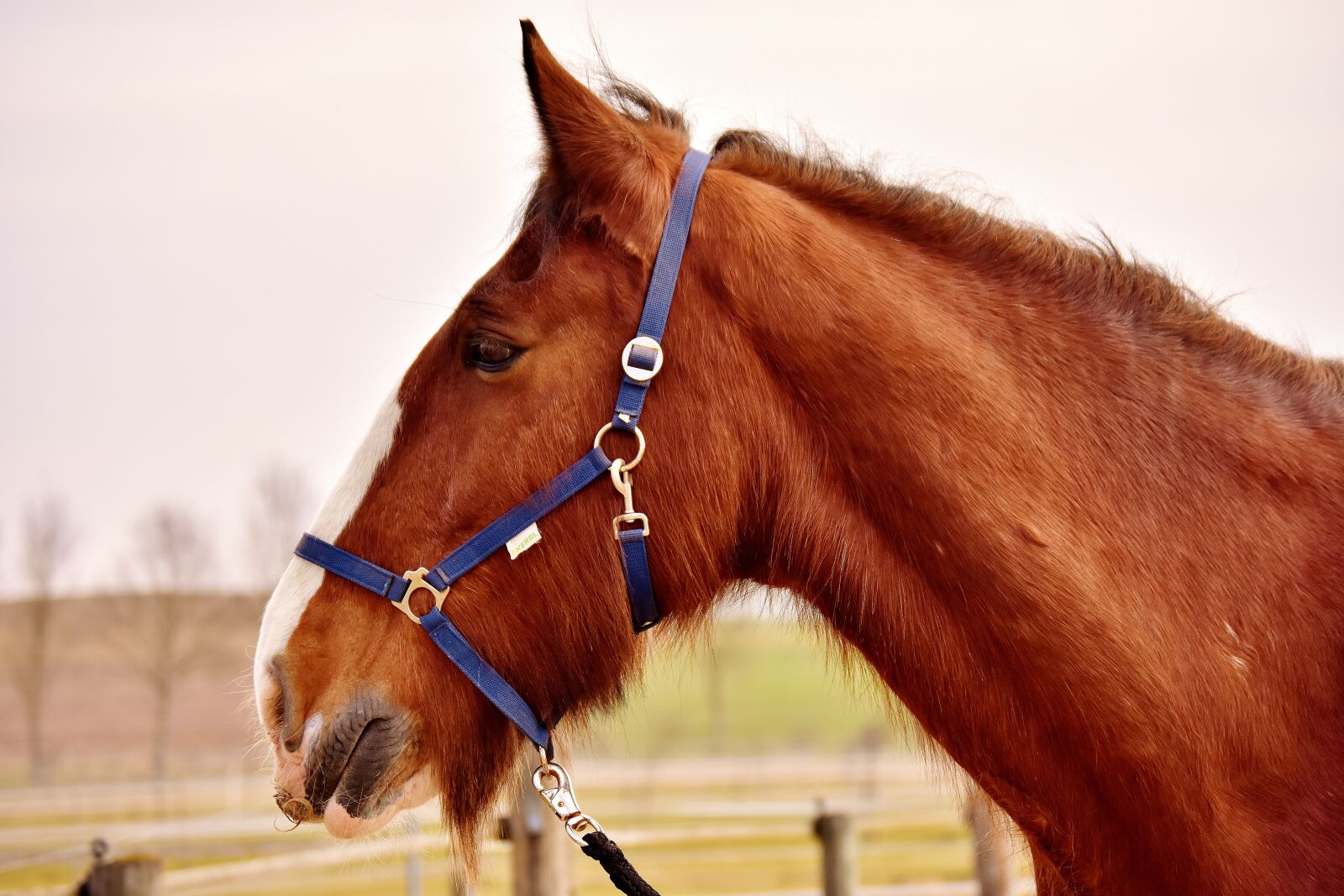 Nikon D7200 sample photo. Shire horse, horse, big photography