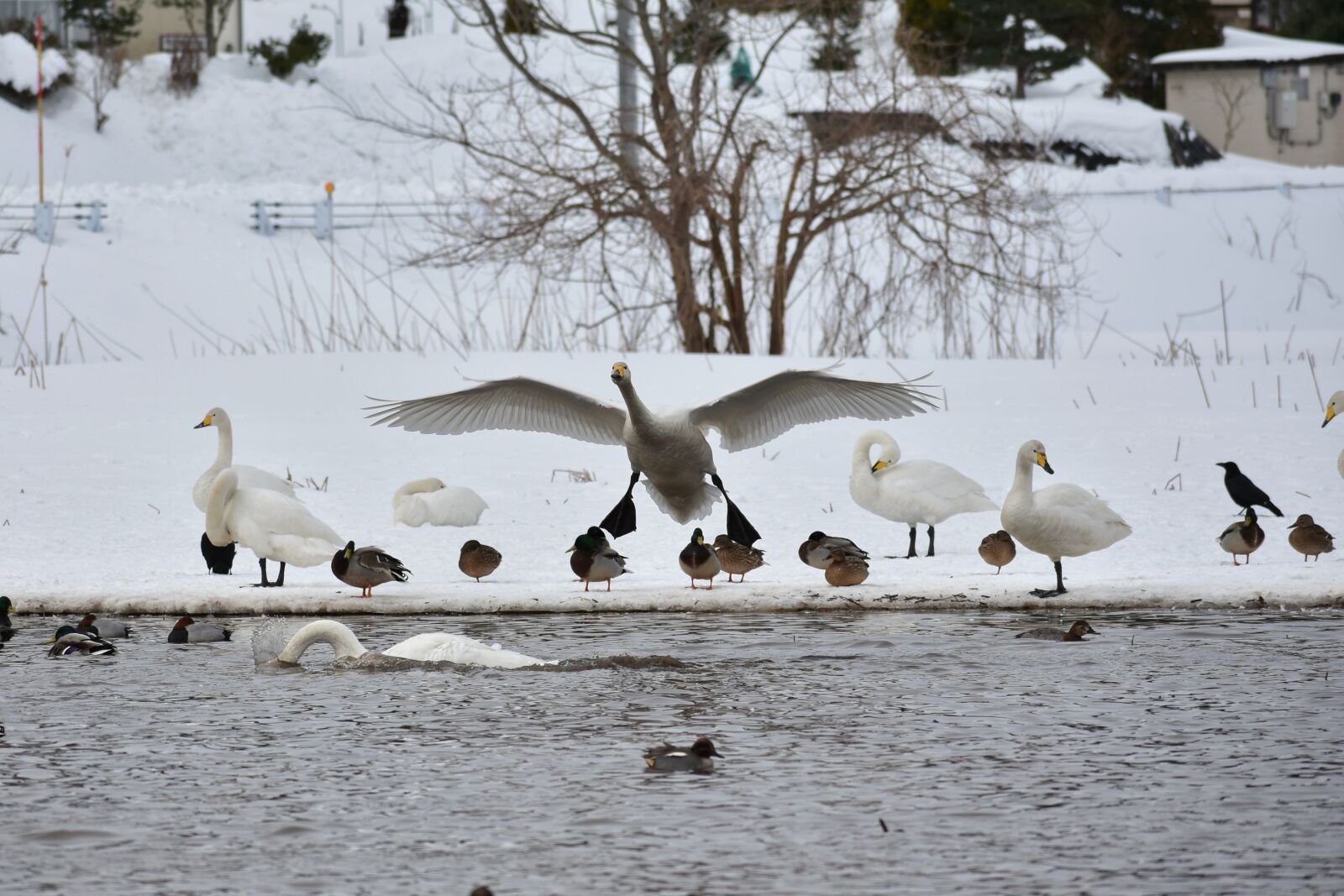 Nikon D7200 sample photo. Animal, lake, waterside photography