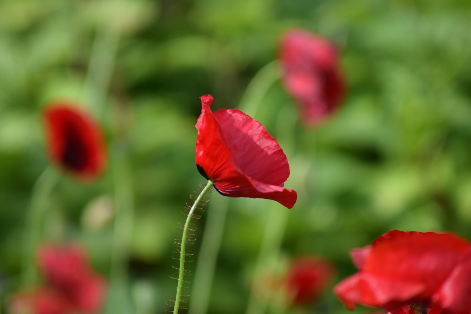Nikon D3300 sample photo. Poppy, blossom, bloom photography