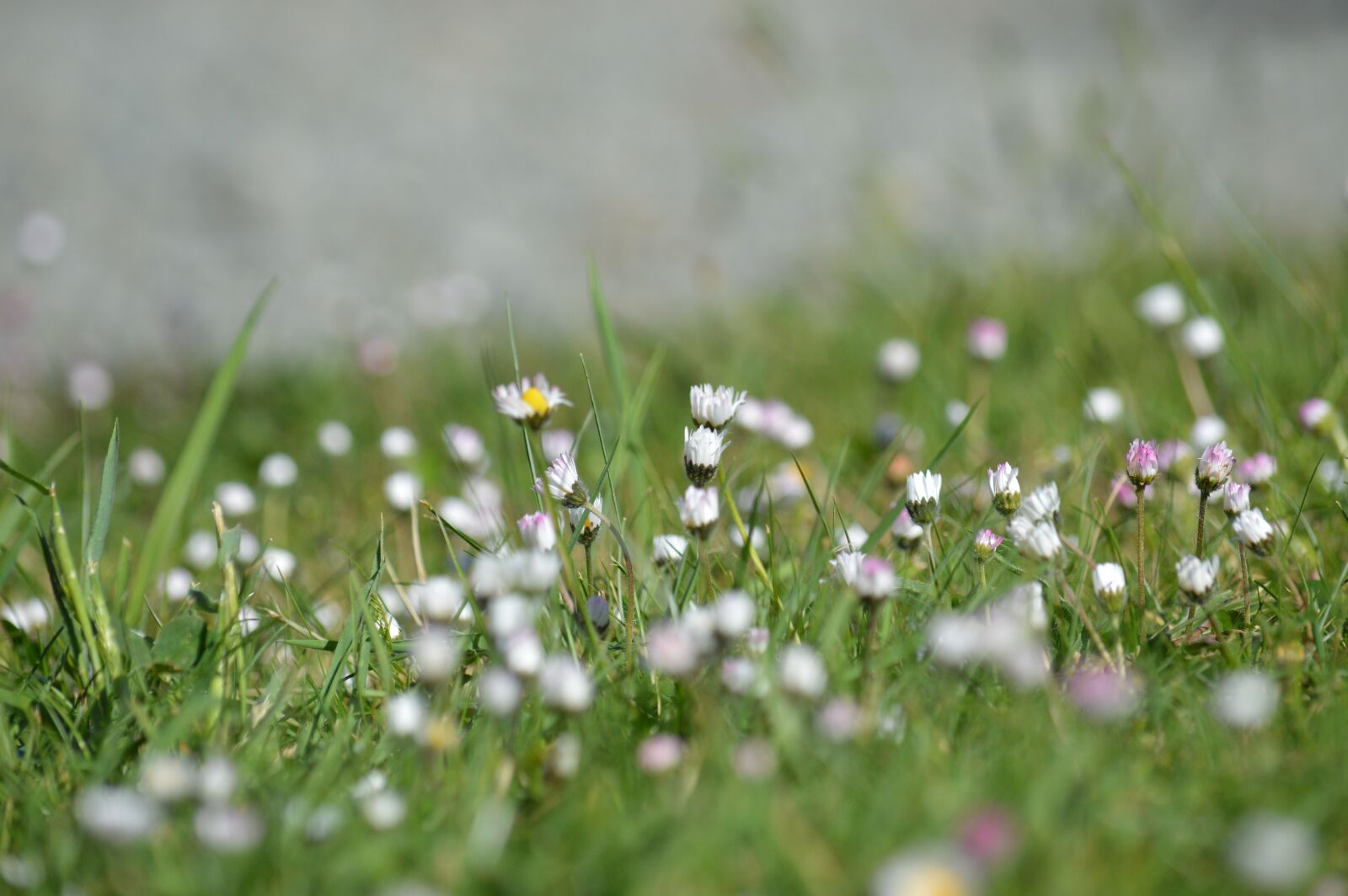 Nikon D3200 sample photo. Daisies, spring, flower photography