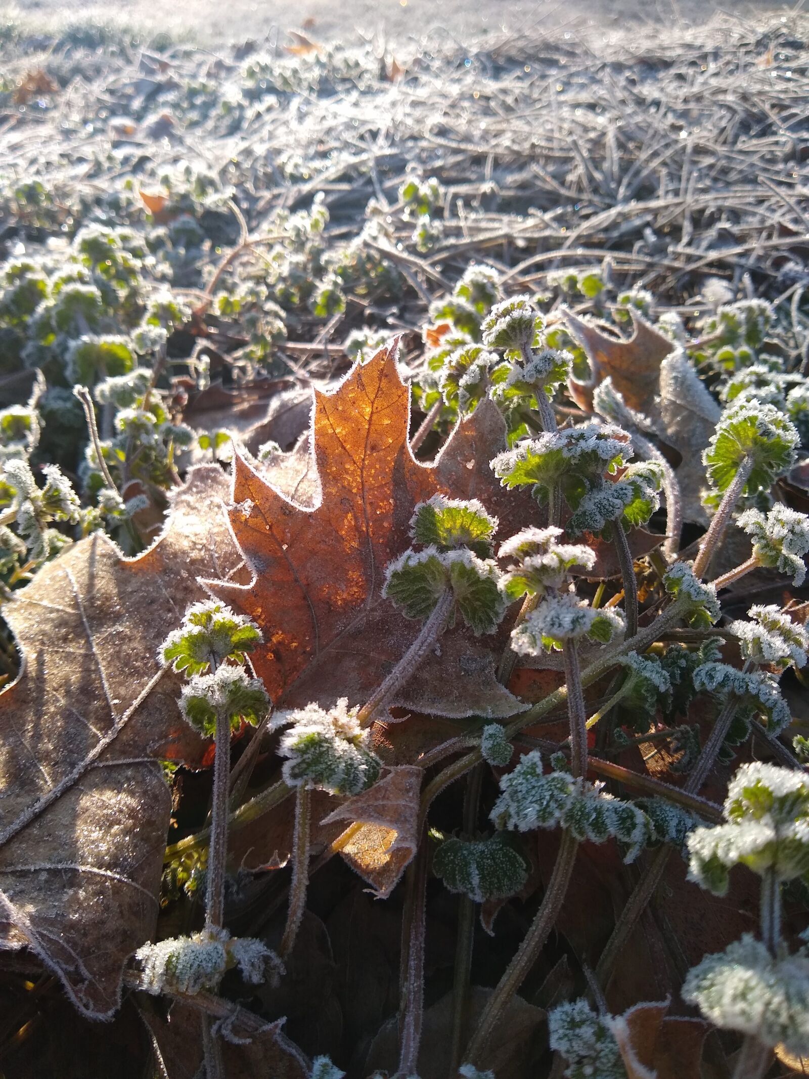 Motorola moto g(8) plus sample photo. Leaf, frost, leaves photography