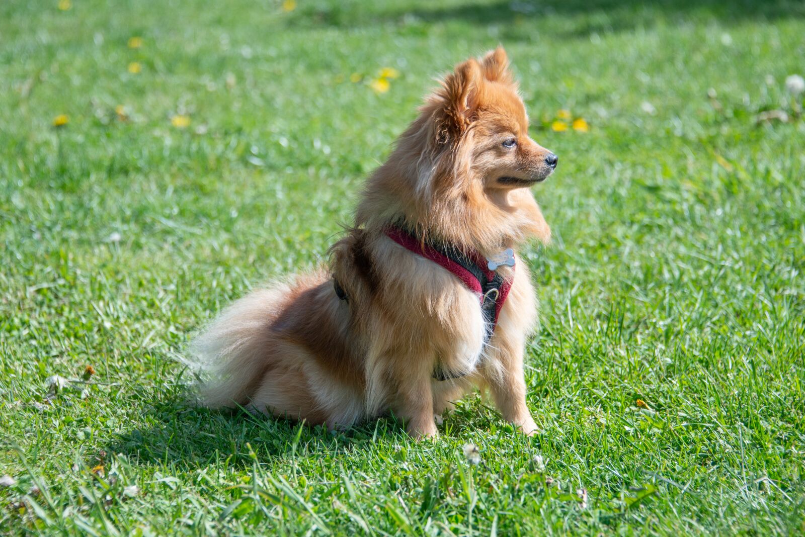 Nikon D800 sample photo. Pomeranian, dog, small photography