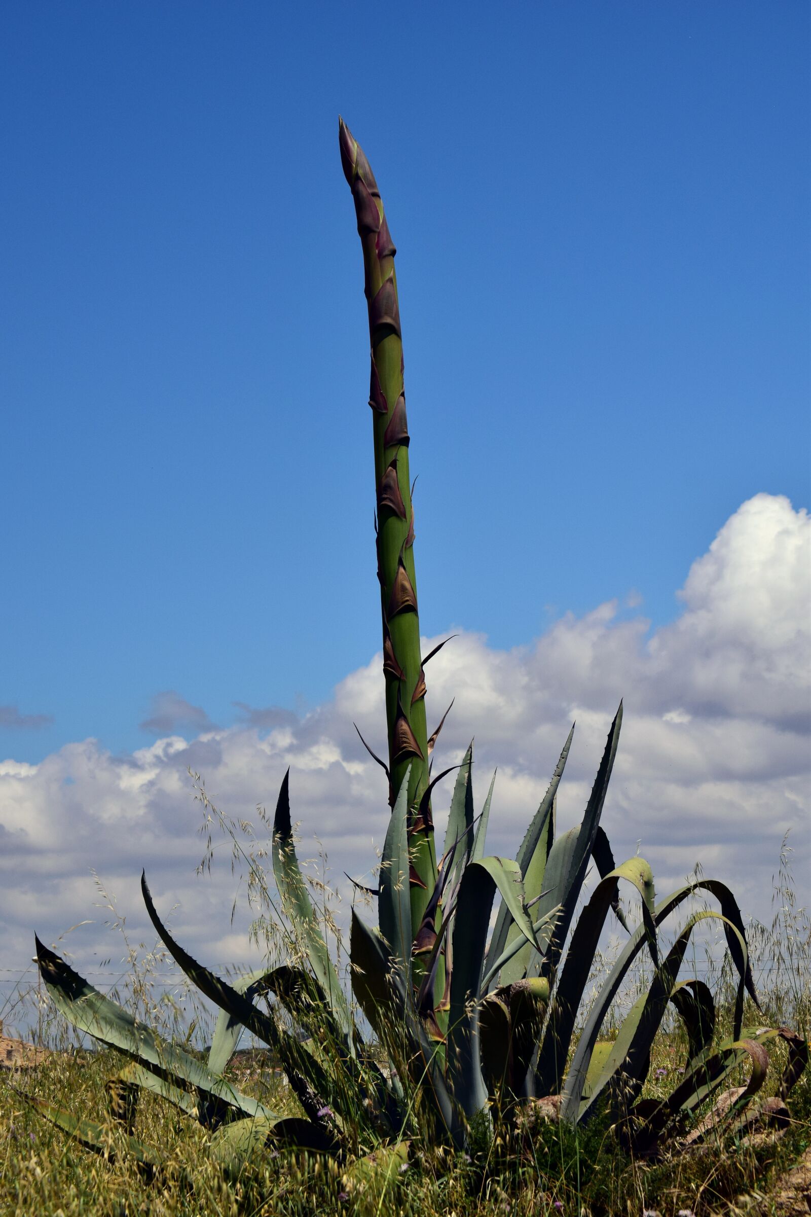 Nikon D3300 sample photo. Algarve, flowers, flourishing tree photography