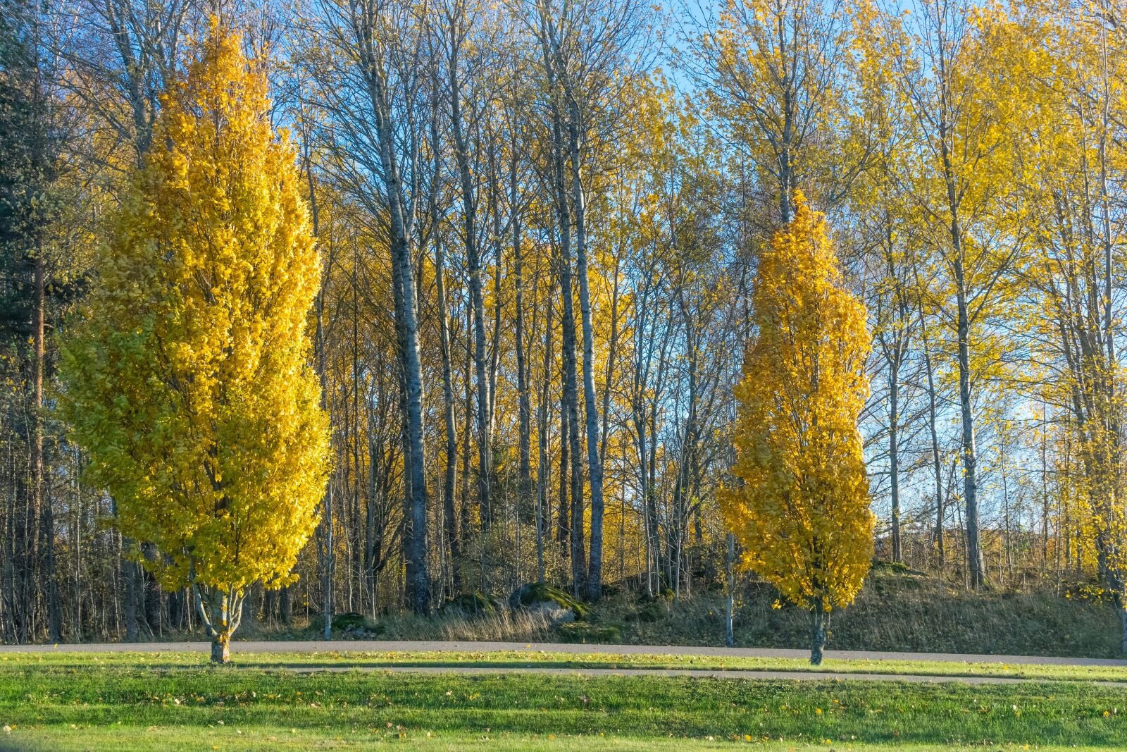 Nikon D5300 sample photo. Trees, autumn, landscape photography