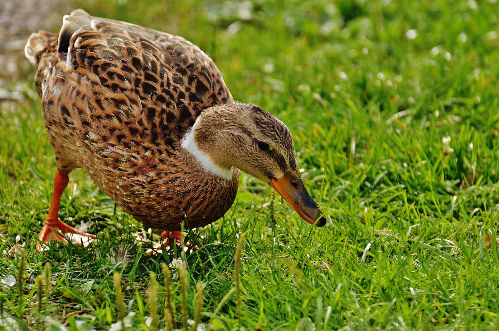 Nikon D3200 sample photo. Duck, water bird, poultry photography