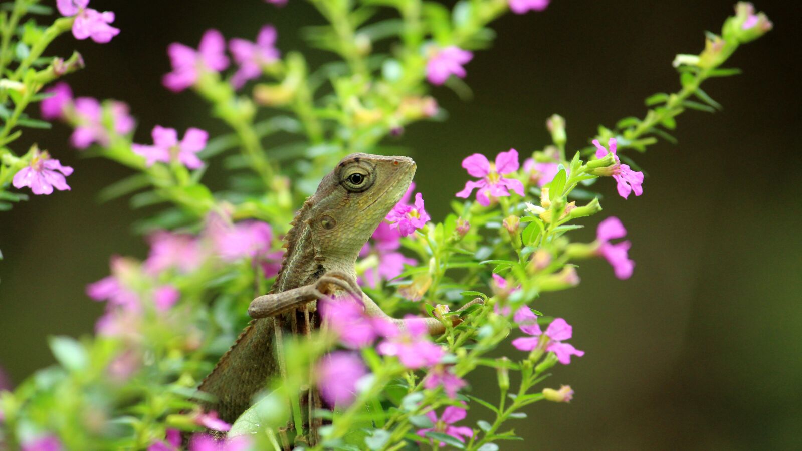 Canon EOS 1300D (EOS Rebel T6 / EOS Kiss X80) sample photo. Lizard, garden, flowers photography