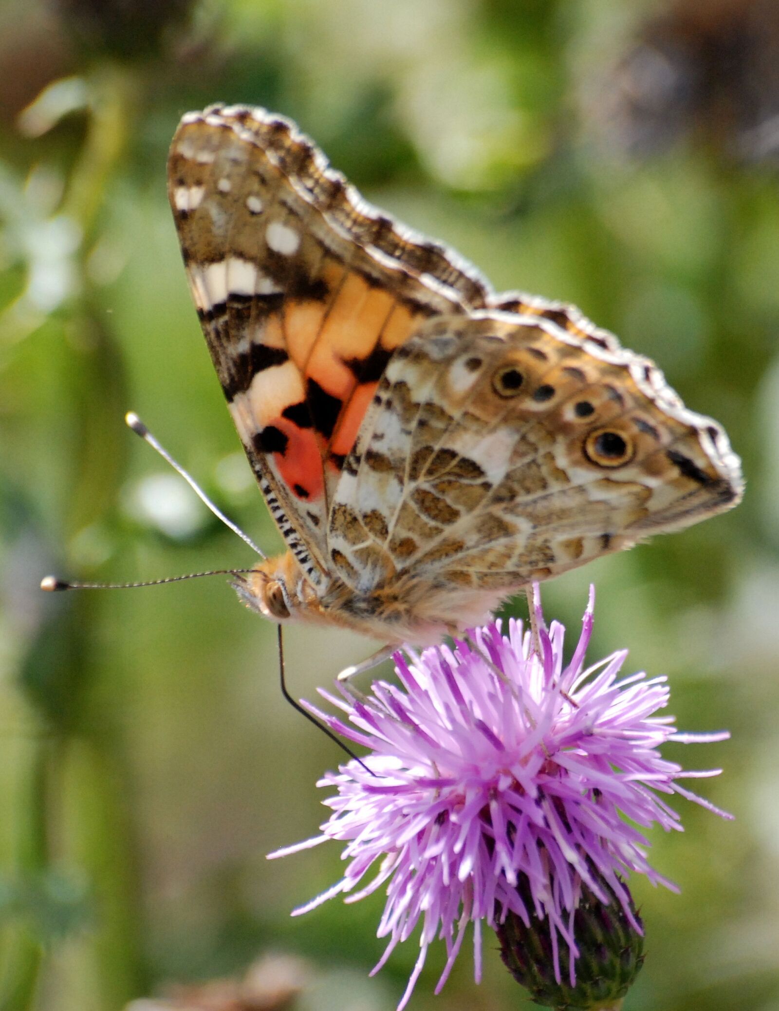 Nikon D80 sample photo. Butterfly, insect, thistle photography