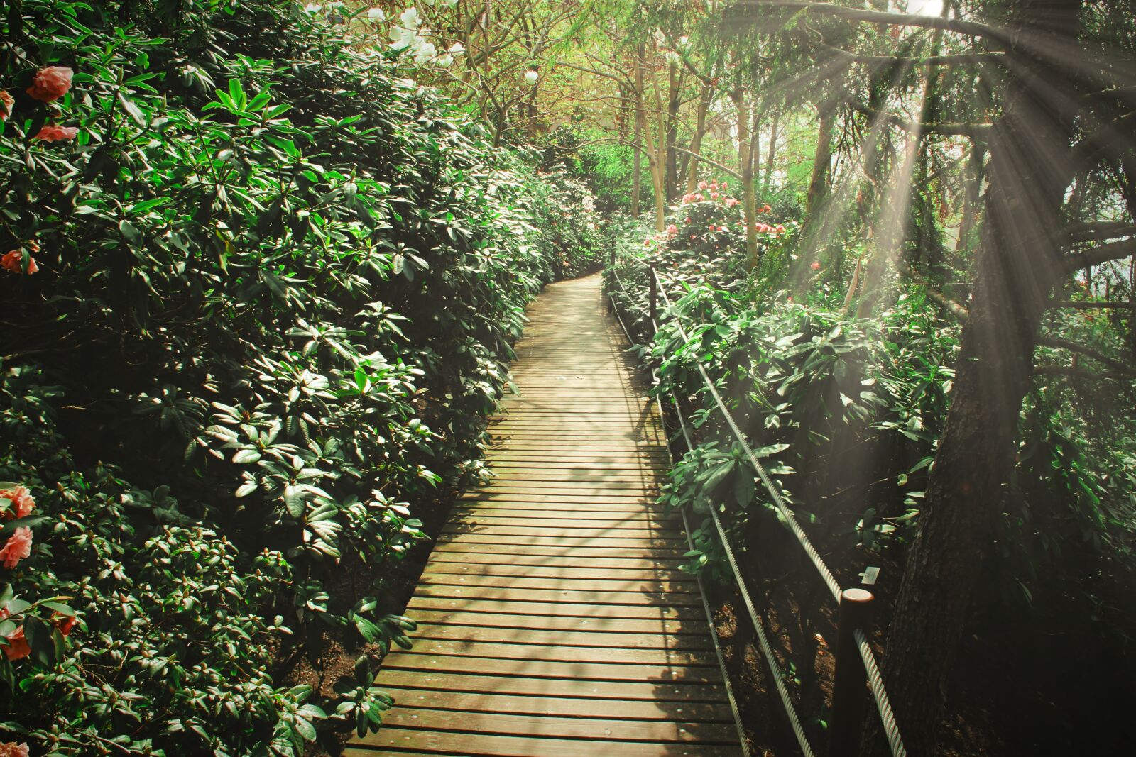 Canon EOS 600D (Rebel EOS T3i / EOS Kiss X5) sample photo. Away, bush, nature photography