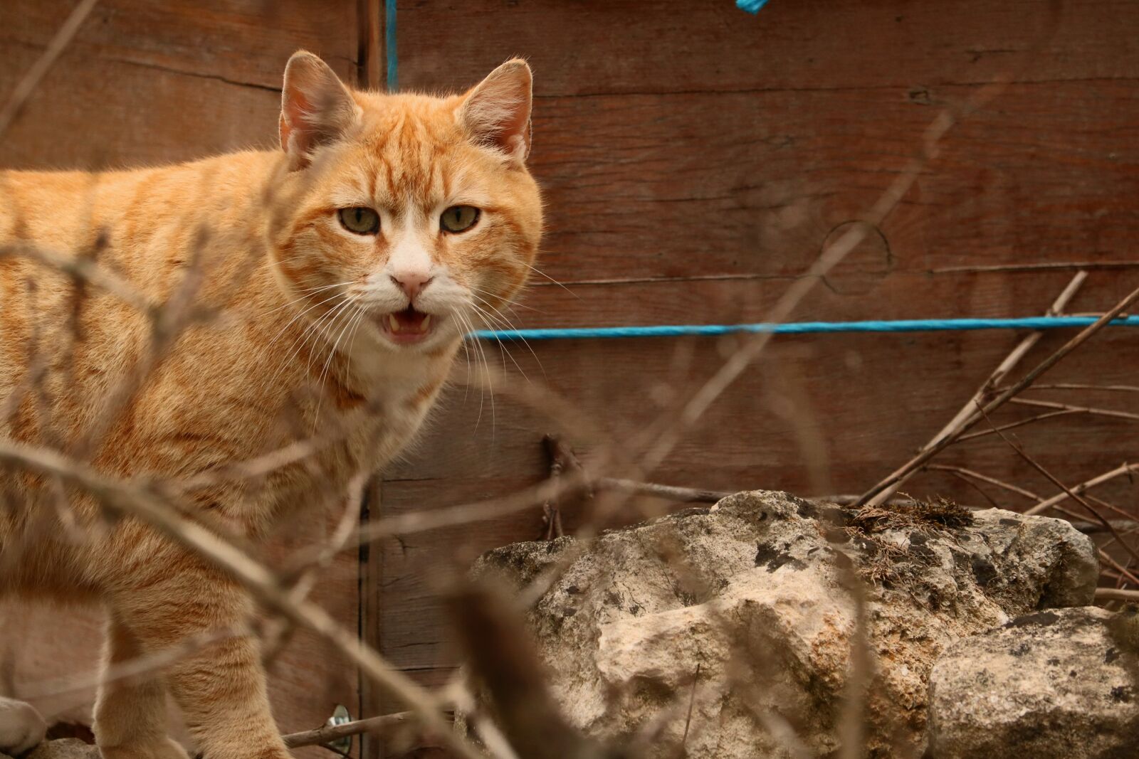 Canon EOS 750D (EOS Rebel T6i / EOS Kiss X8i) sample photo. Cat, males, cute photography