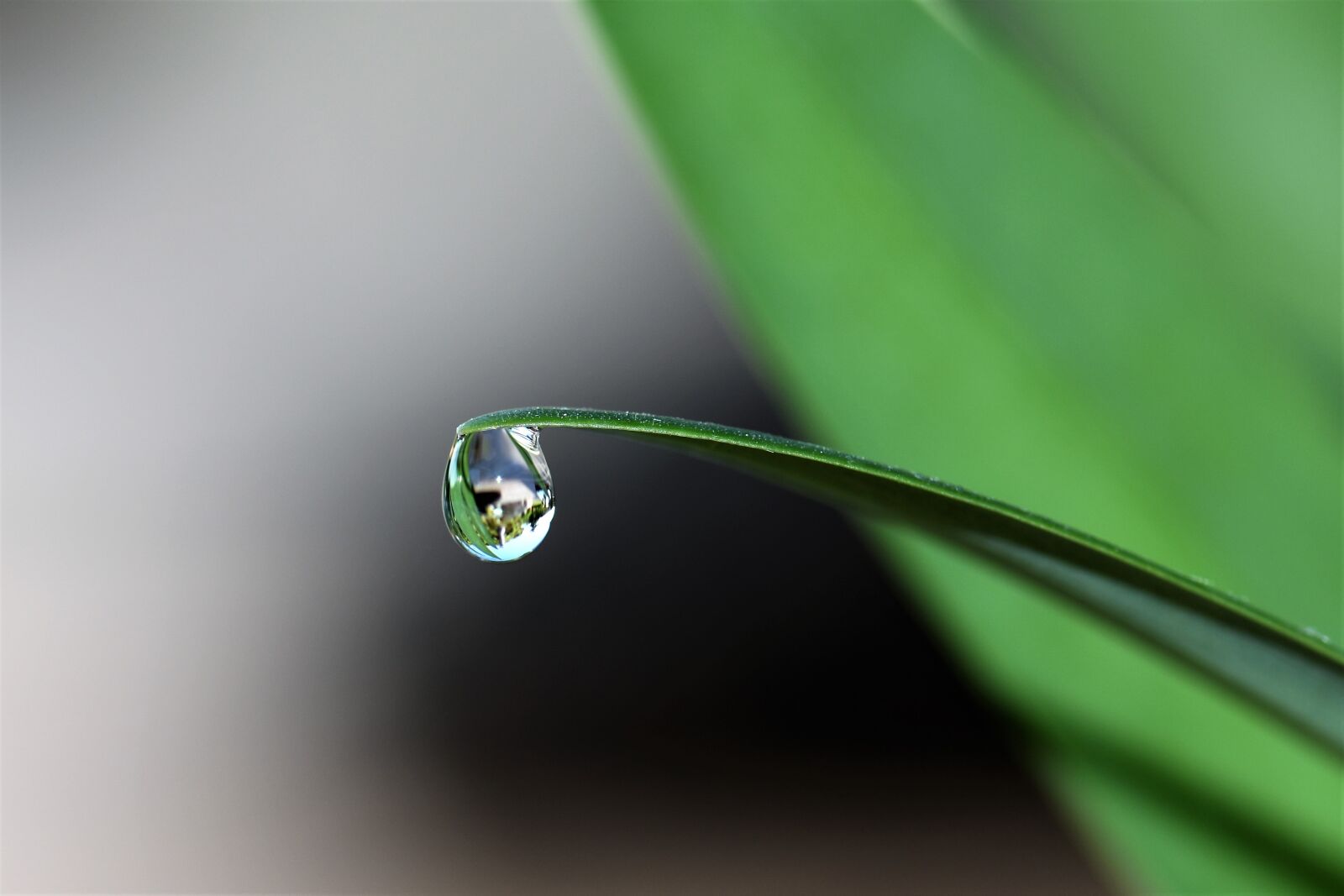 Nikon D5500 sample photo. Drop of water, drip photography