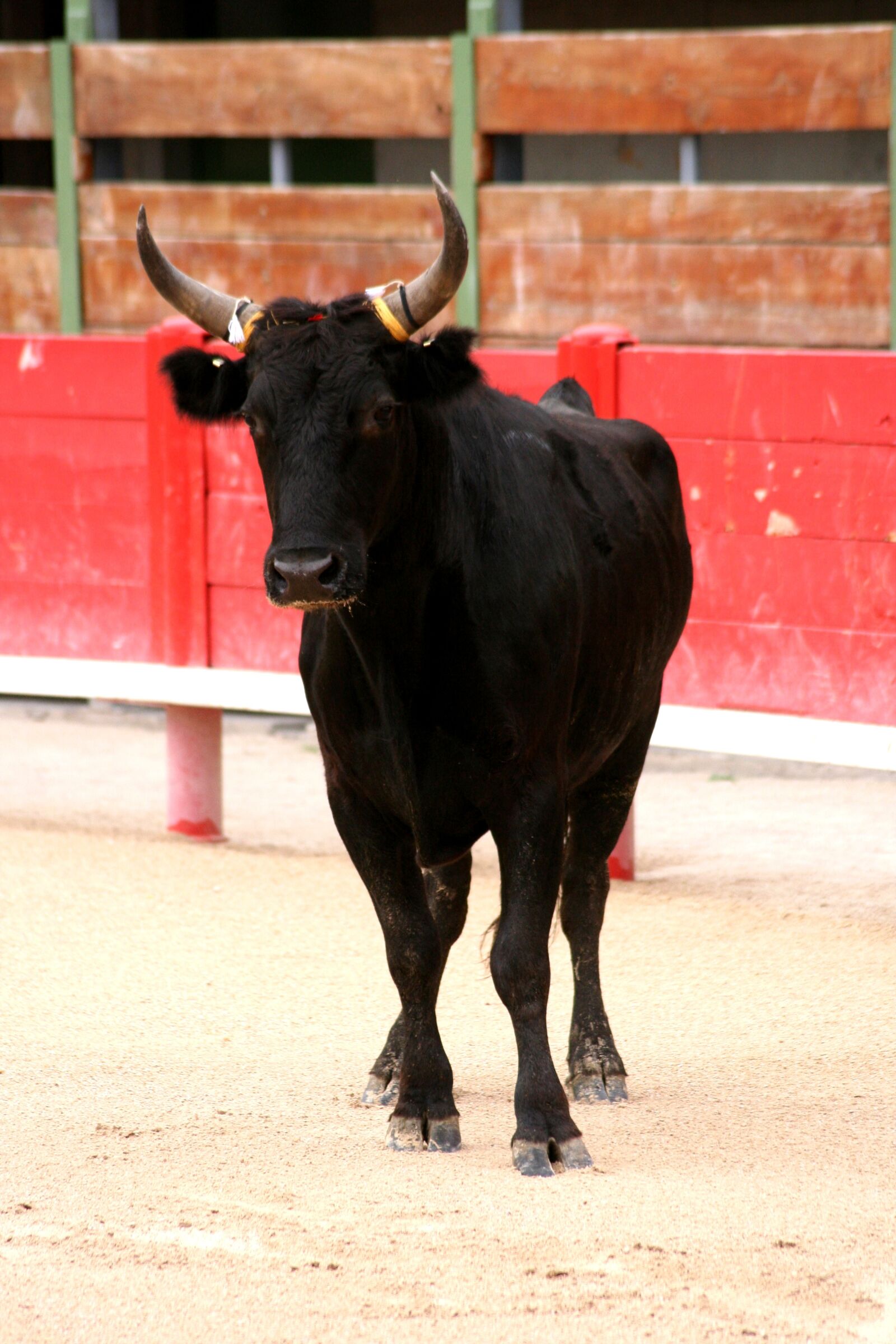 Canon EOS 350D (EOS Digital Rebel XT / EOS Kiss Digital N) sample photo. Bulls, lou pantai, bull photography