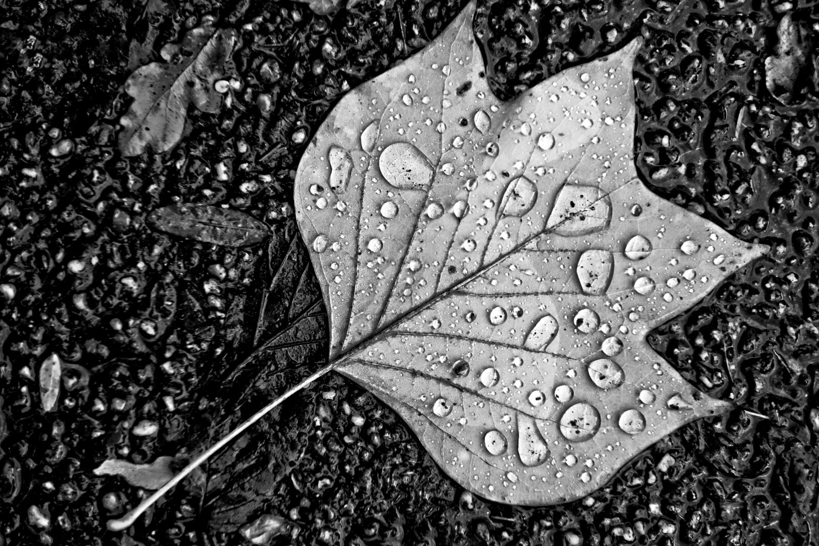 Sony Cyber-shot DSC-RX100 sample photo. Leaf, water, drops photography