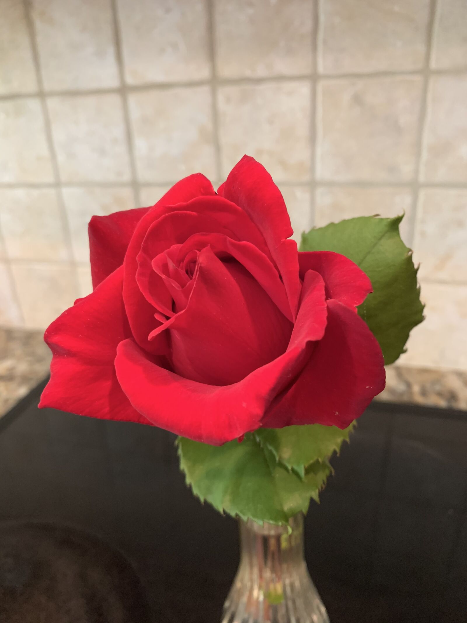 Apple iPhone XS Max sample photo. Rose, passion, love photography