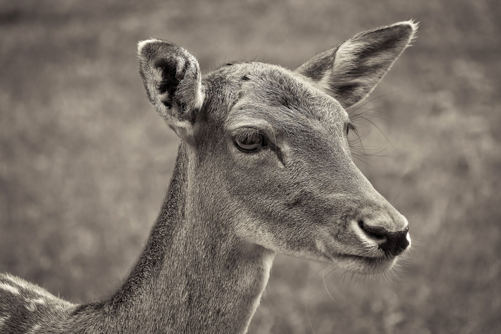Olympus OM-D E-M10 sample photo. Roe deer, animal, wild photography